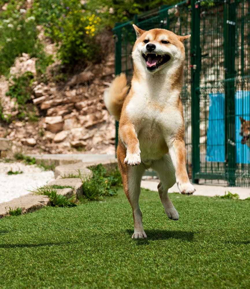 Shimousa-Vendita-cuccioli-Allevamento-shiba-inu-Kuma