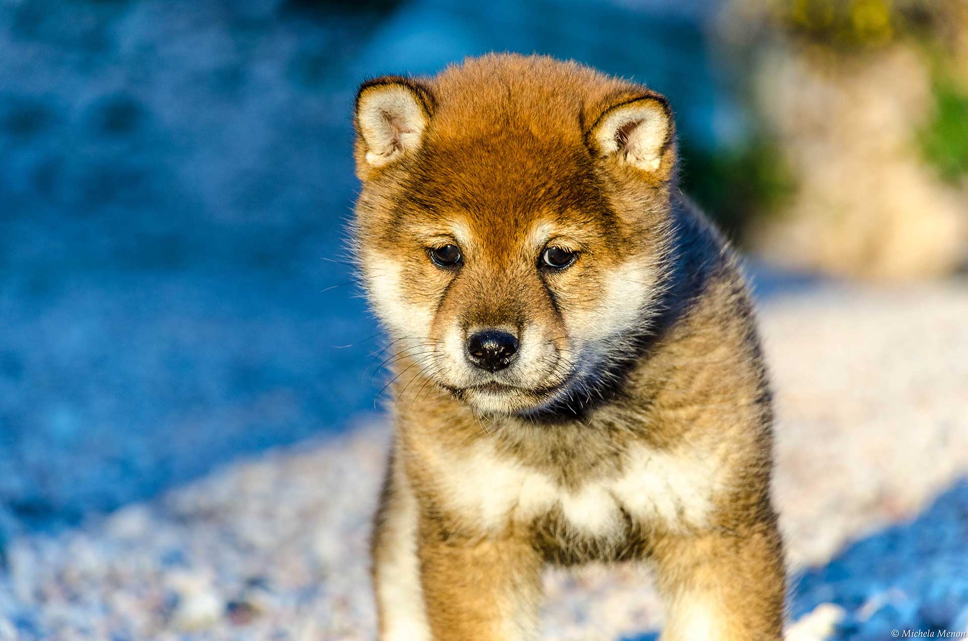 Kuma