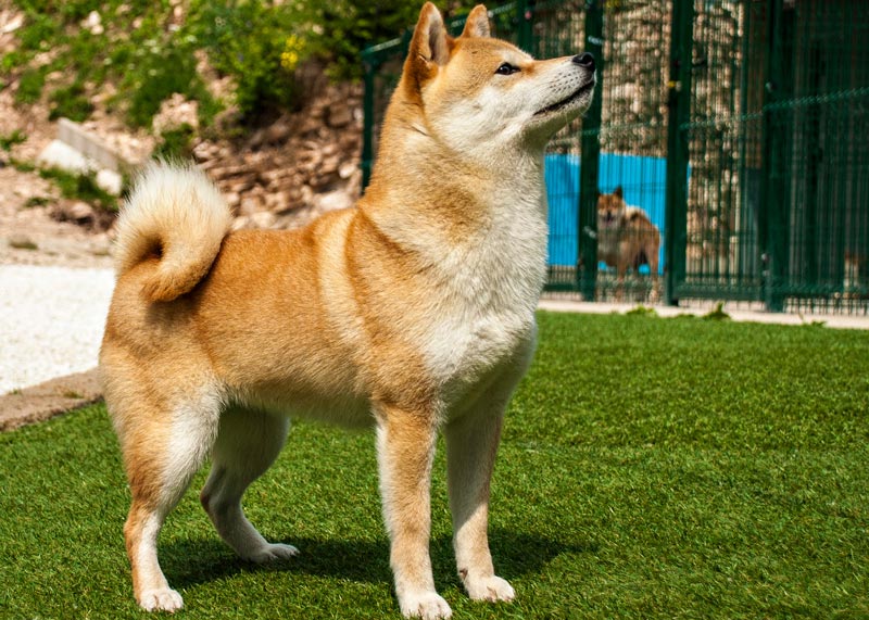 Sayuri