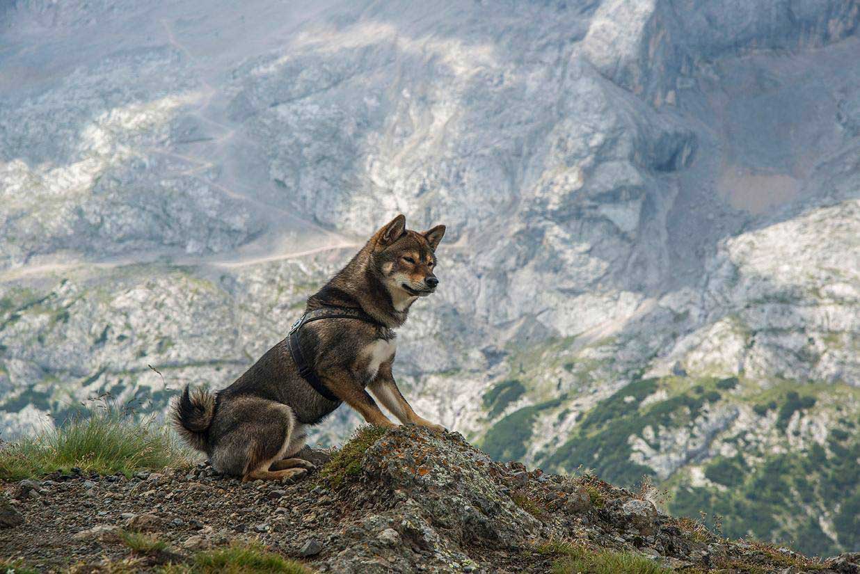 Kuma