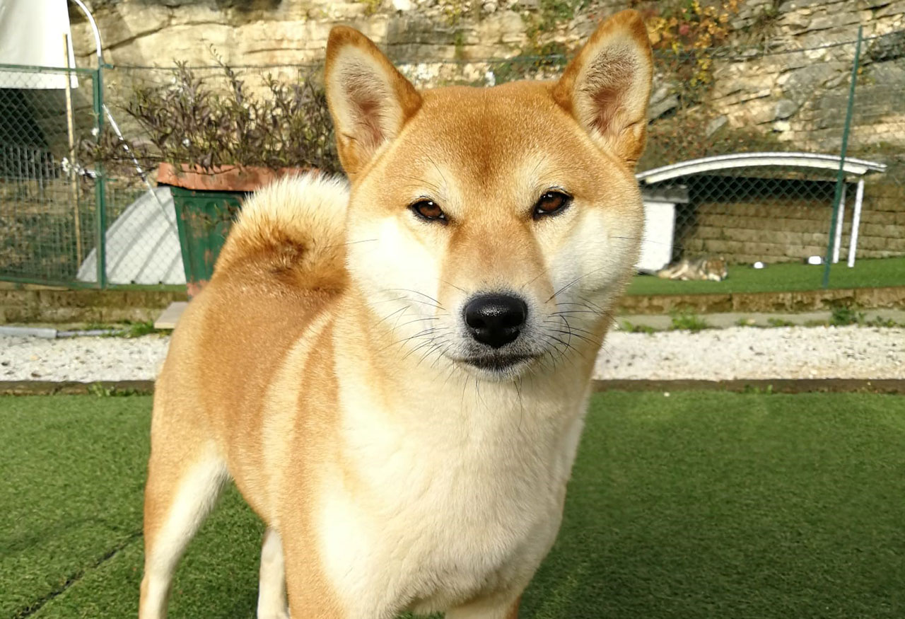 Akira