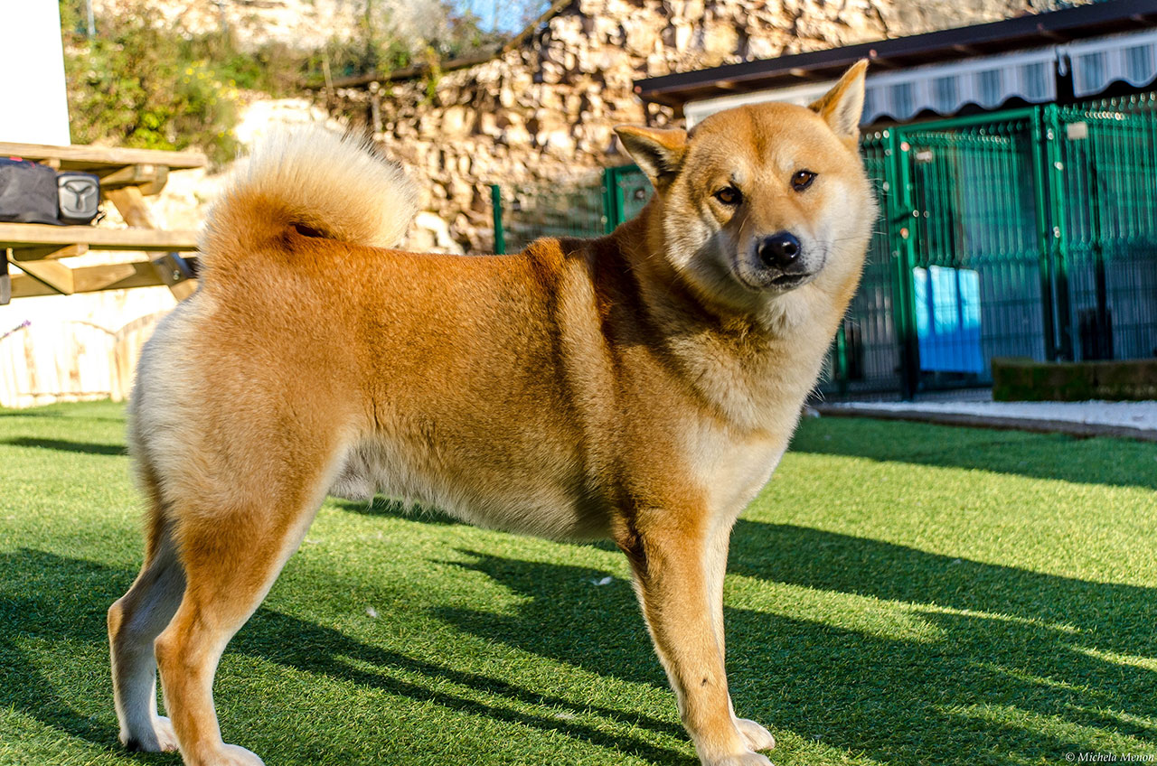 KUMA