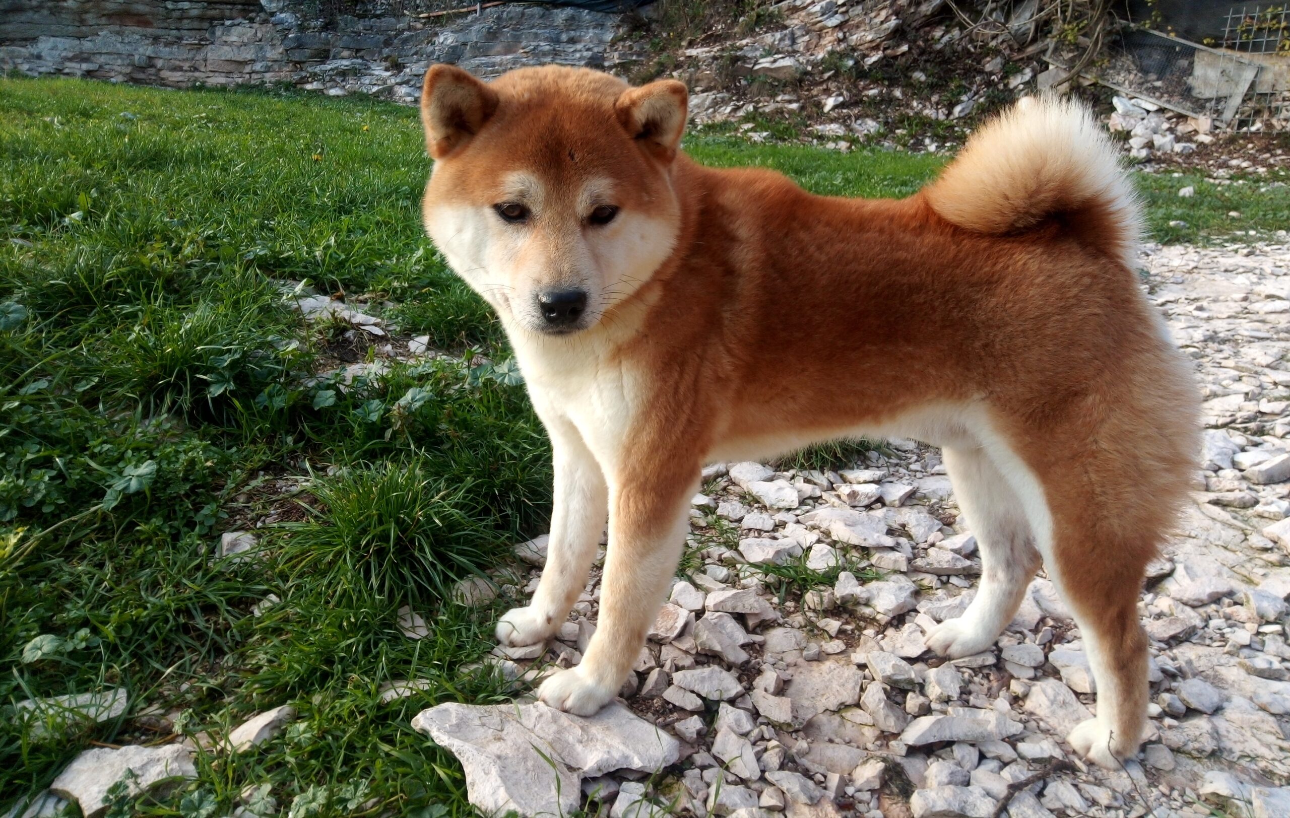 SHOGUN SHIBA INU ROSSO ALLEVAMENTO KUMA LUSIANA VICENZA VENETO