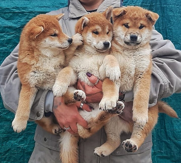 cuccioli shiba inu disponiibili di Allevamento Kuma Lusiana