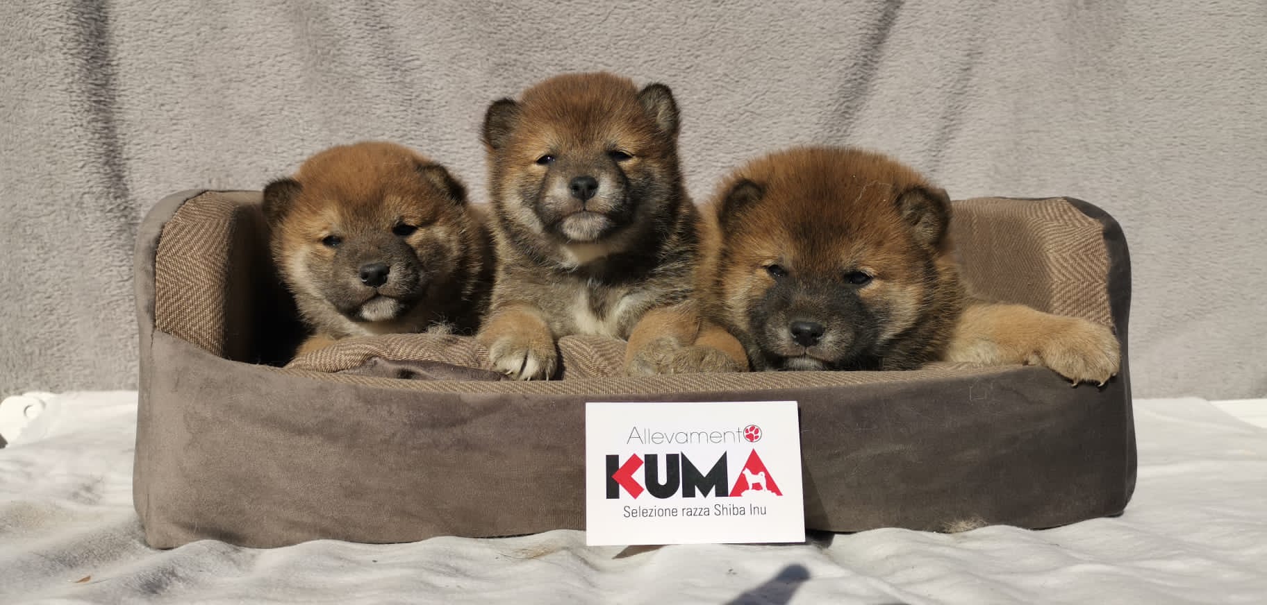 cuccioli di razza Shiba Inu nati il 11/10/2023 di Allevamento Kuma - consegna prevista dal 11/12/2023