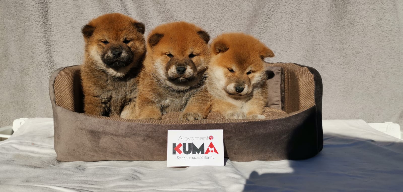 cuccioli di razza Shiba Inu nati il 10/10/2023 di Allevamento Kuma - consegna prevista dal 10/12/2023