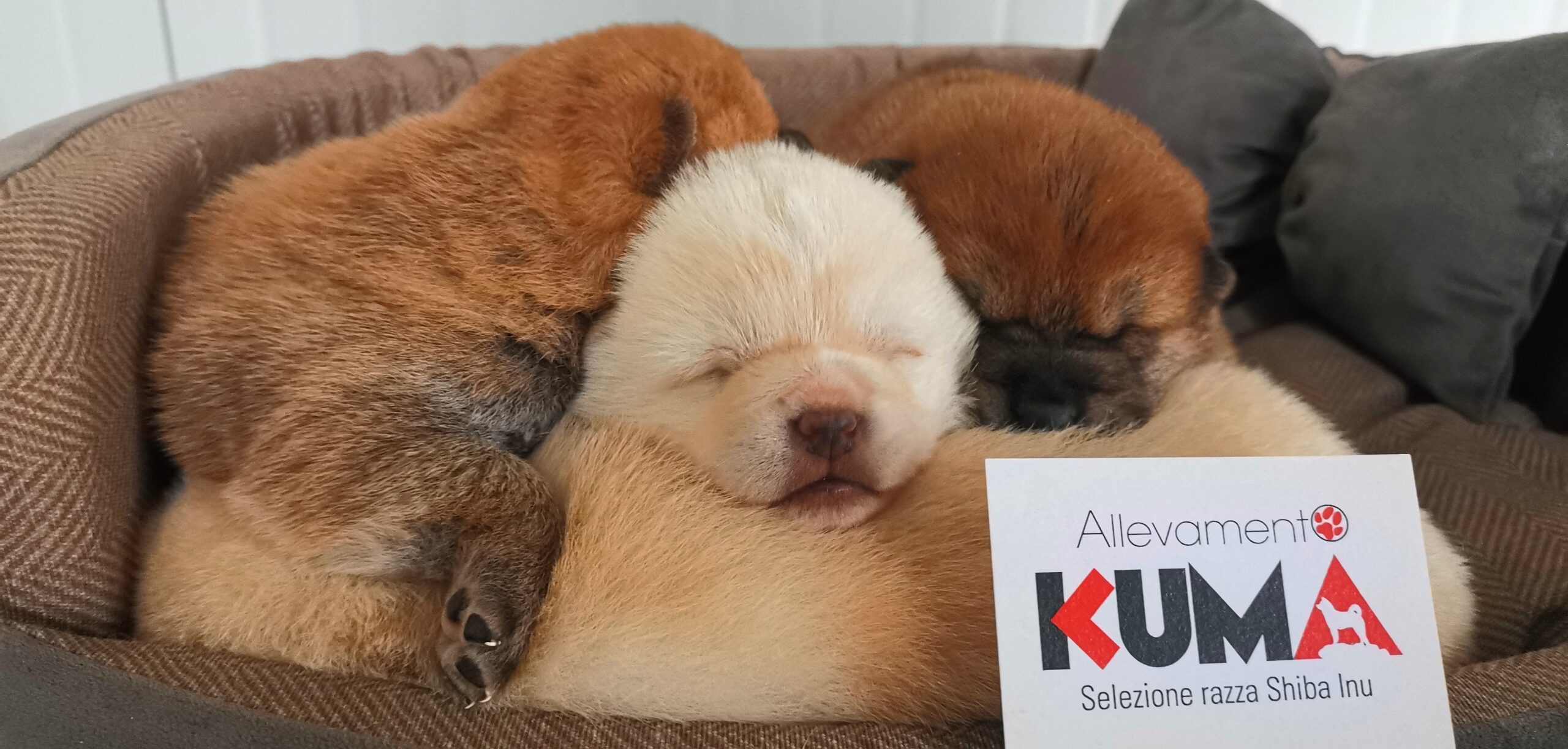 cuccioli di razza Shiba Inu nati il 01/01/2024 - disponibile un maschio bianco ed una femmina bianca