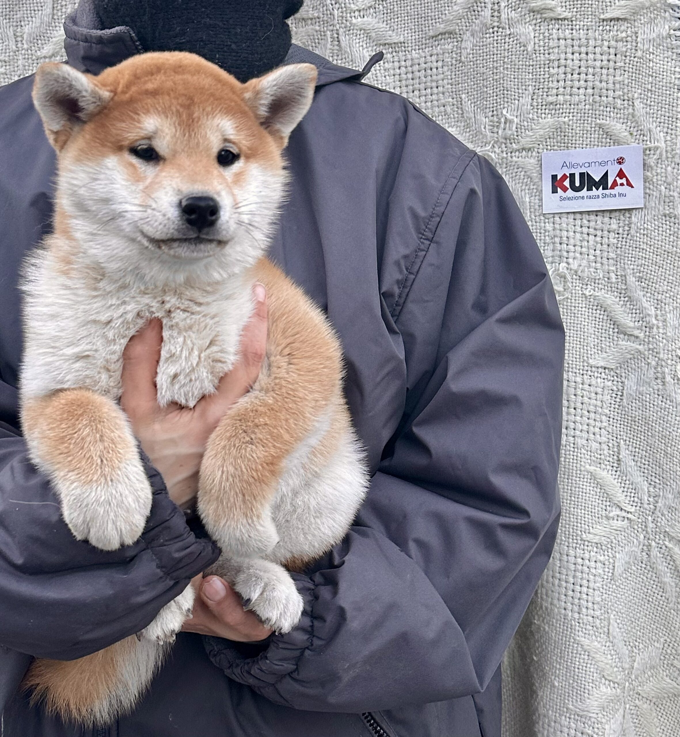 MEGUMI cucciola femmina rossa Shiba Inu nata il 11/10/23 - in pronta consegna