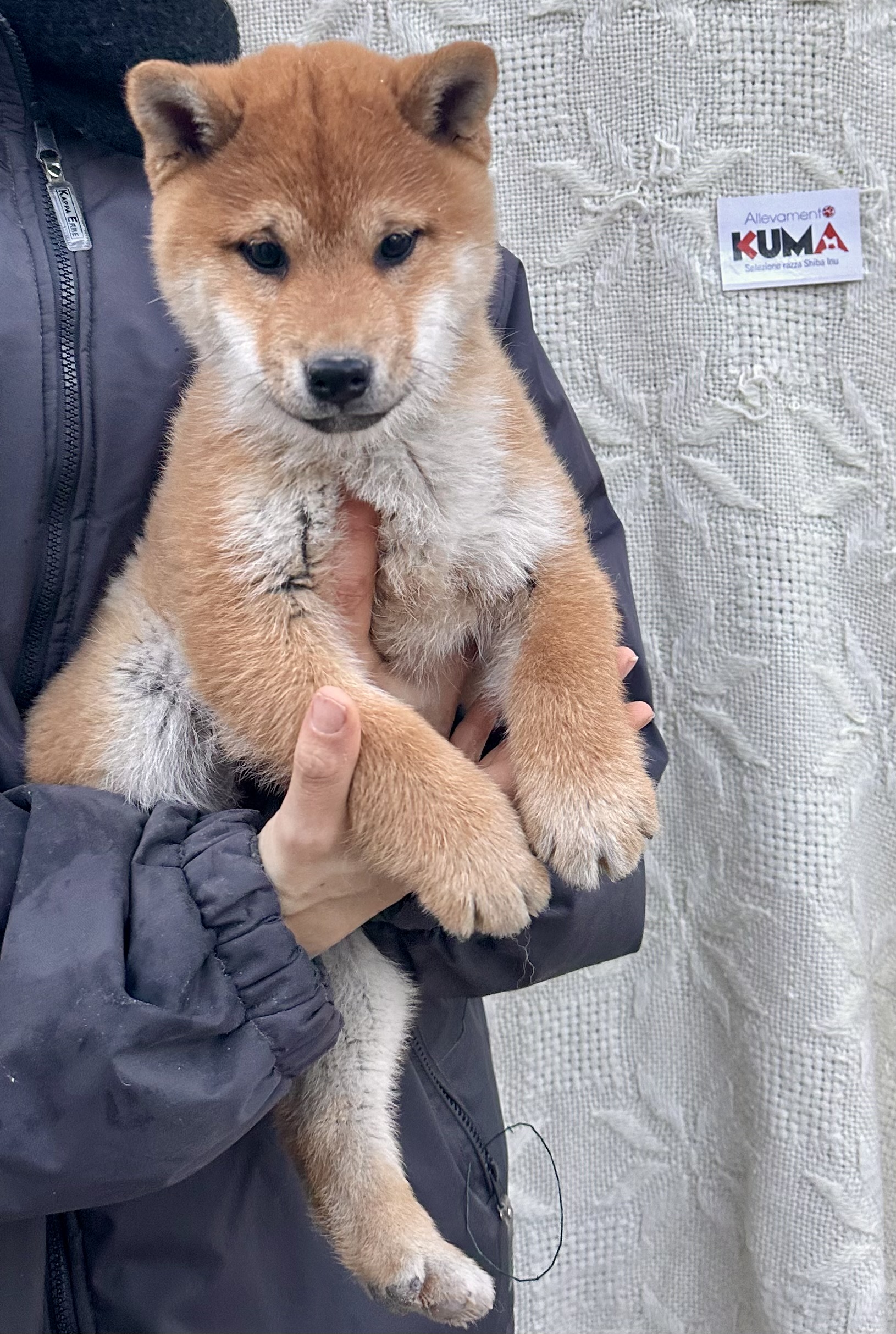 MIDORI cucciola femmina rossa Shiba Inu nata il 12/10/23 - in pronta consegna
