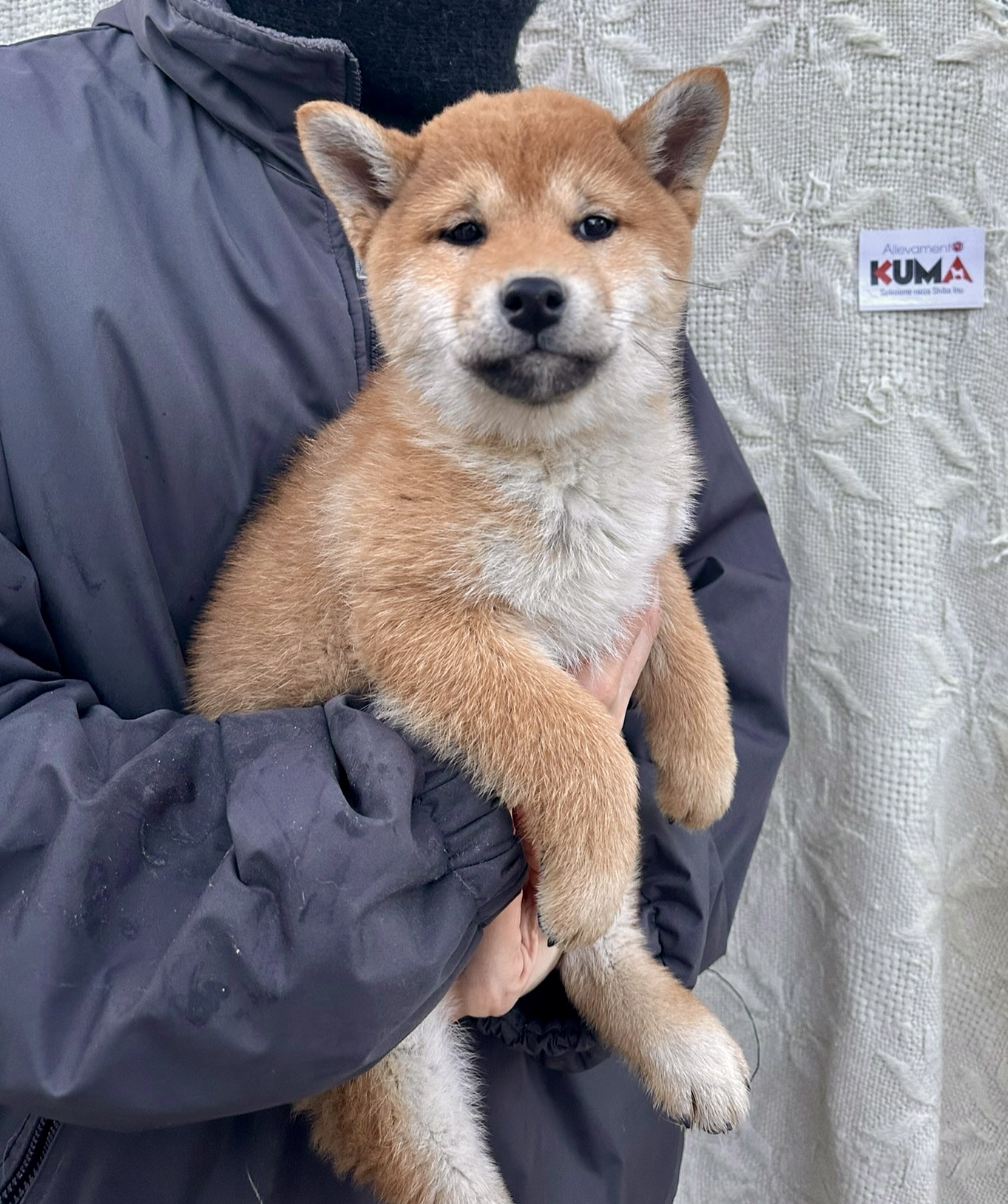 MINAKO cucciola femmina rossa Shiba Inu nata il 12/10/23 - in pronta consegna