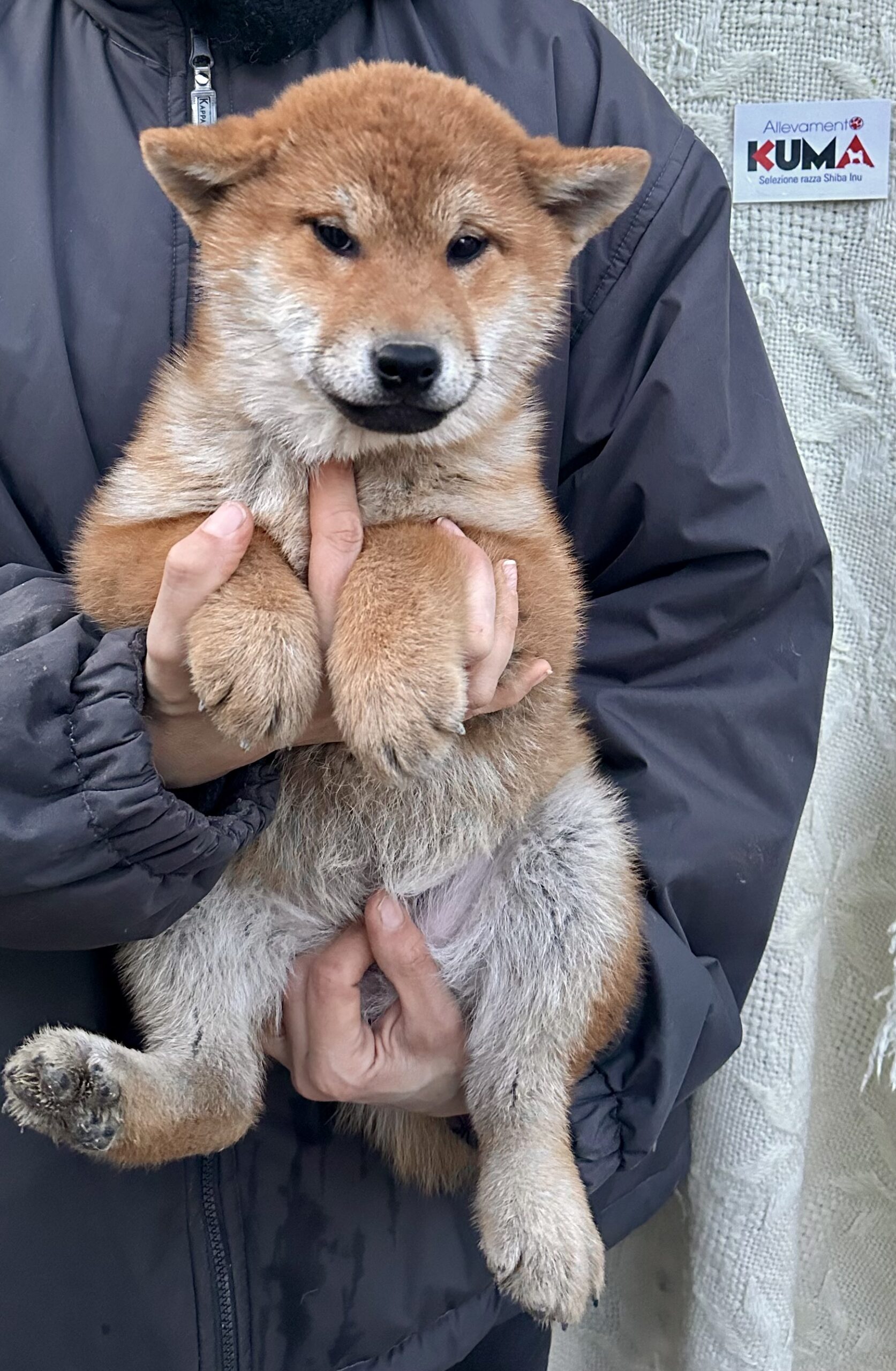 KOMACHI cucciola femmmina rossa Shiba Inu nata il 10/10/23 - in pronta consegna