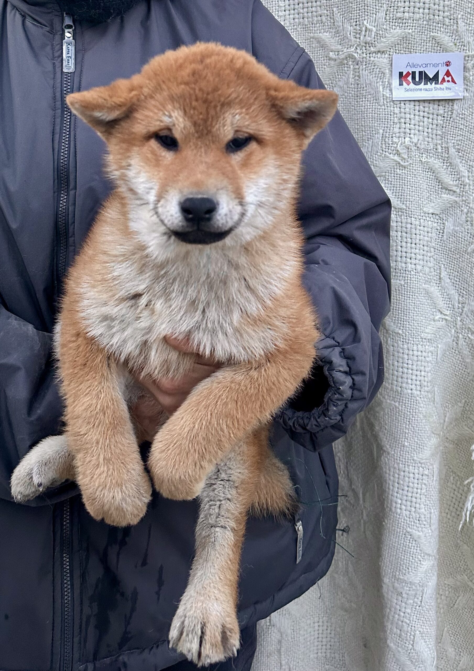 MIZUKI cucciola femmmina rossa Shiba Inu nata il 14/10/23 - in pronta consegna