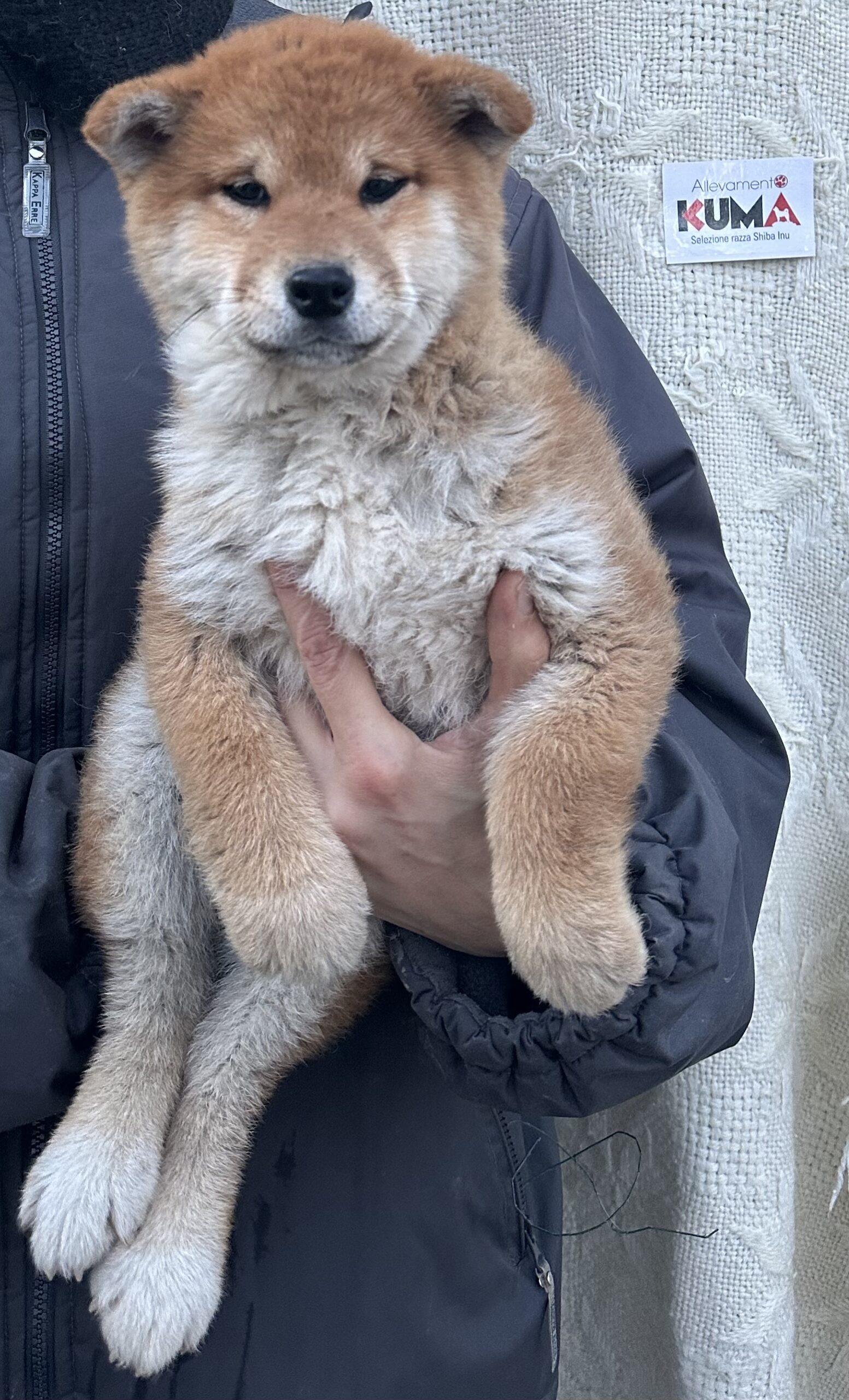 MIYOKO cucciola femmmina rossa Shiba Inu nata il 14/10/23 - in pronta consegna