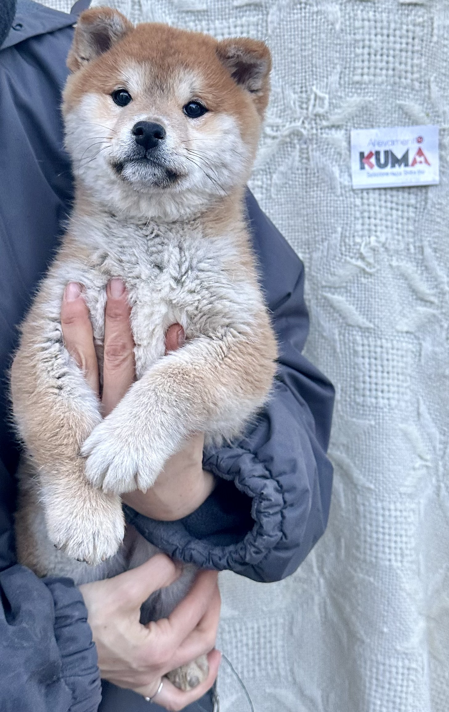 MISAO cucciolo maschio rosso Shiba Inu nato il 11/10/23 - in pronta consegna