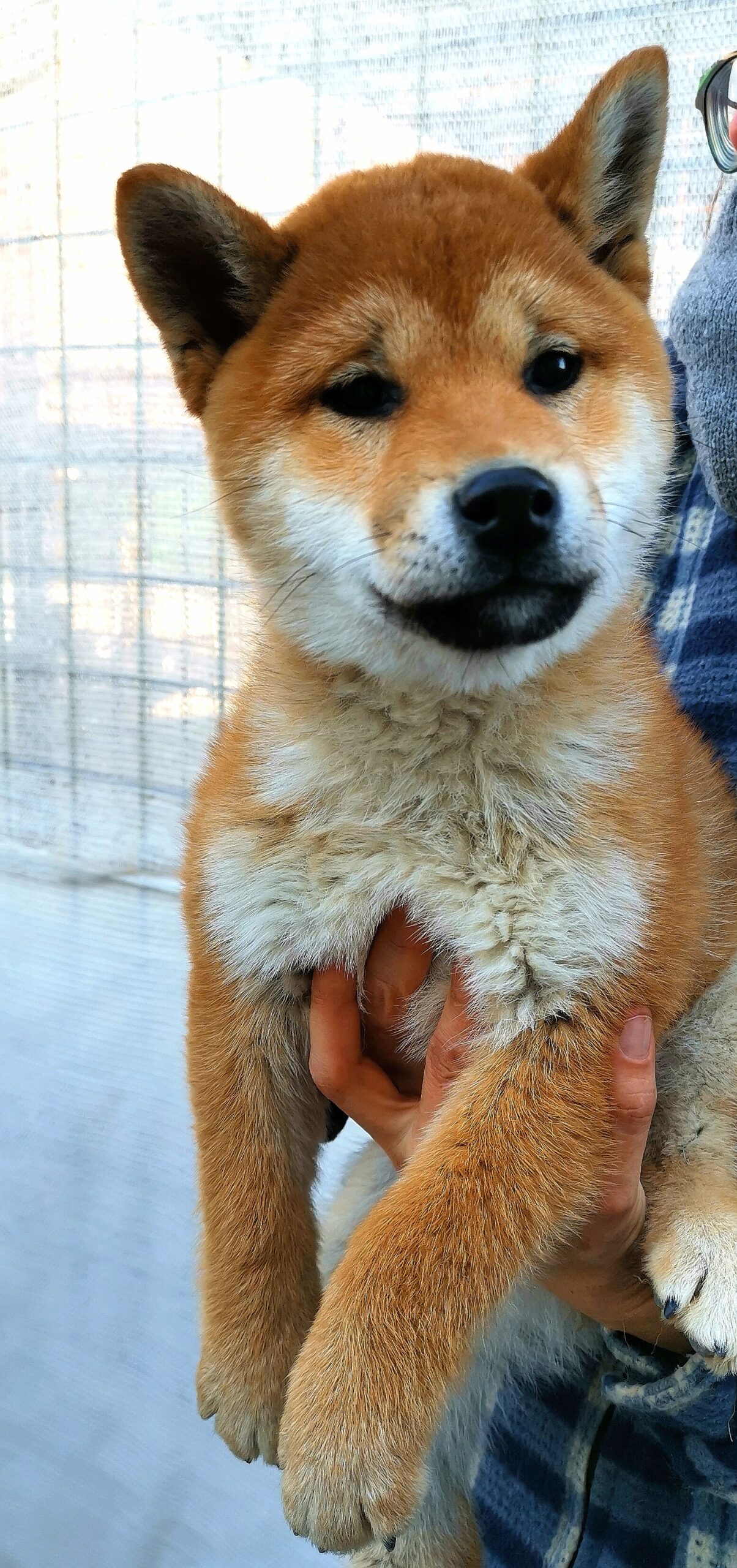 MIDORI cucciola femmina rossa Shiba Inu nata il 12/10/23 - in pronta consegna