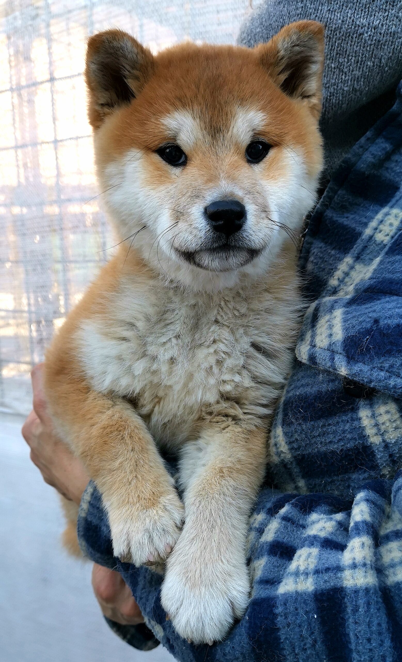 MIZUKI cucciola femmmina rossa Shiba Inu nata il 14/10/23 - in pronta consegna