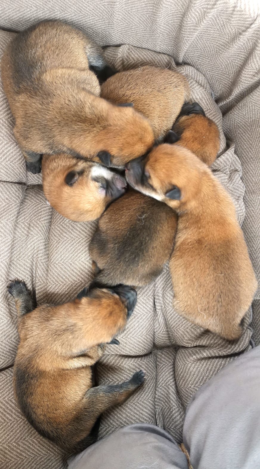 cuccioli di razza Shiba Inu nati il 26/06/2024 di ALLEVAMENTO KUMA Lusiana Conco ( Vicenza) Italia