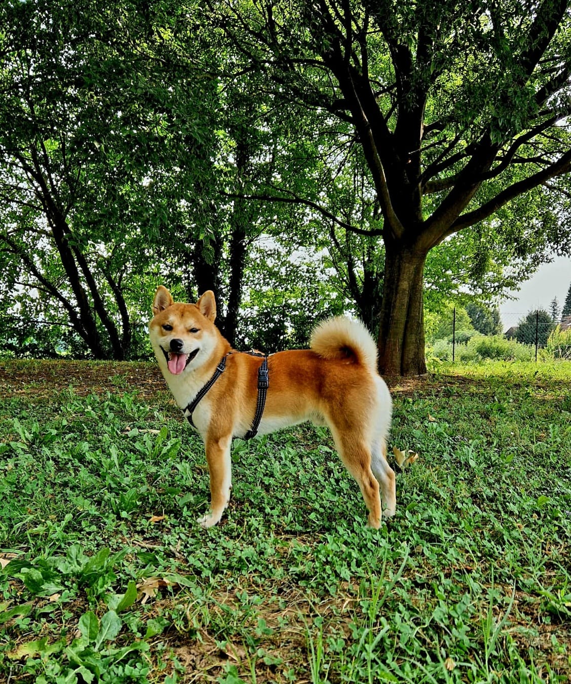 cani di razza shiba inu di Allevamento Kuma - Lusiana Conco (VI)