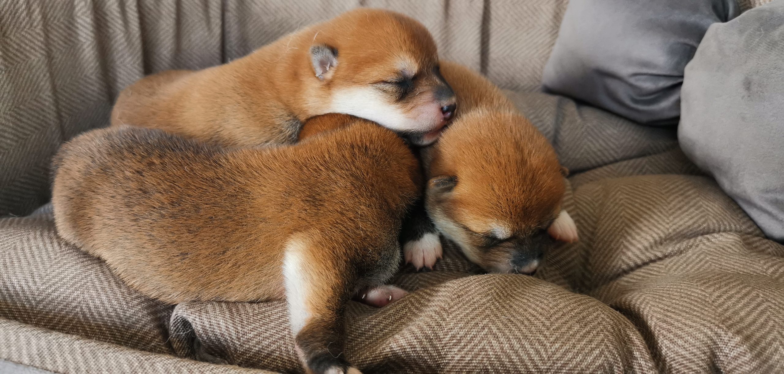 cuccioli di cane di razza Shiba Inu nati il 03/07/2024 di ALLEVAMENTO KUMA Lusiana Conco (Vicenza) Italia