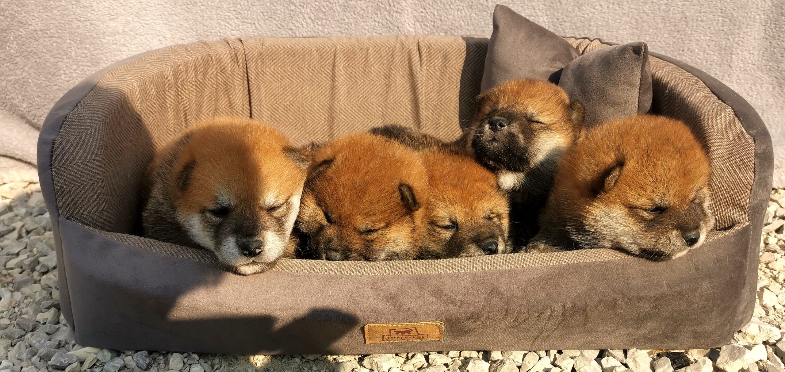 cuccioli di razza Shiba Inu nati il 26/06/2024 di ALLEVAMENTO KUMA Lusiana Conco ( Vicenza) Italia