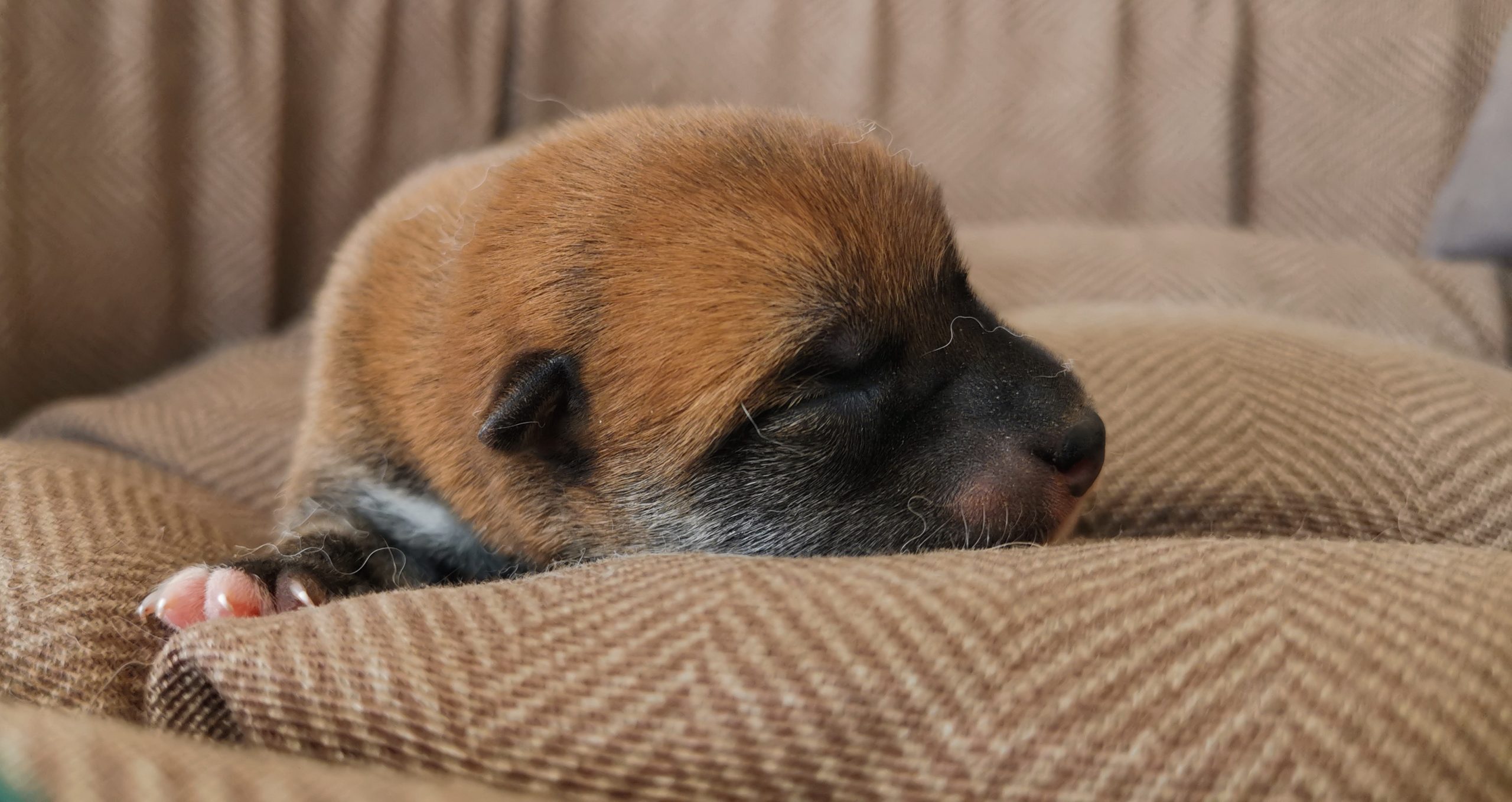 cucciolo di razza Shiba Inu nato il 05/07/2024 di ALLEVAMENTO KUMA Lusiana Conco ( Vicenza) Italia
