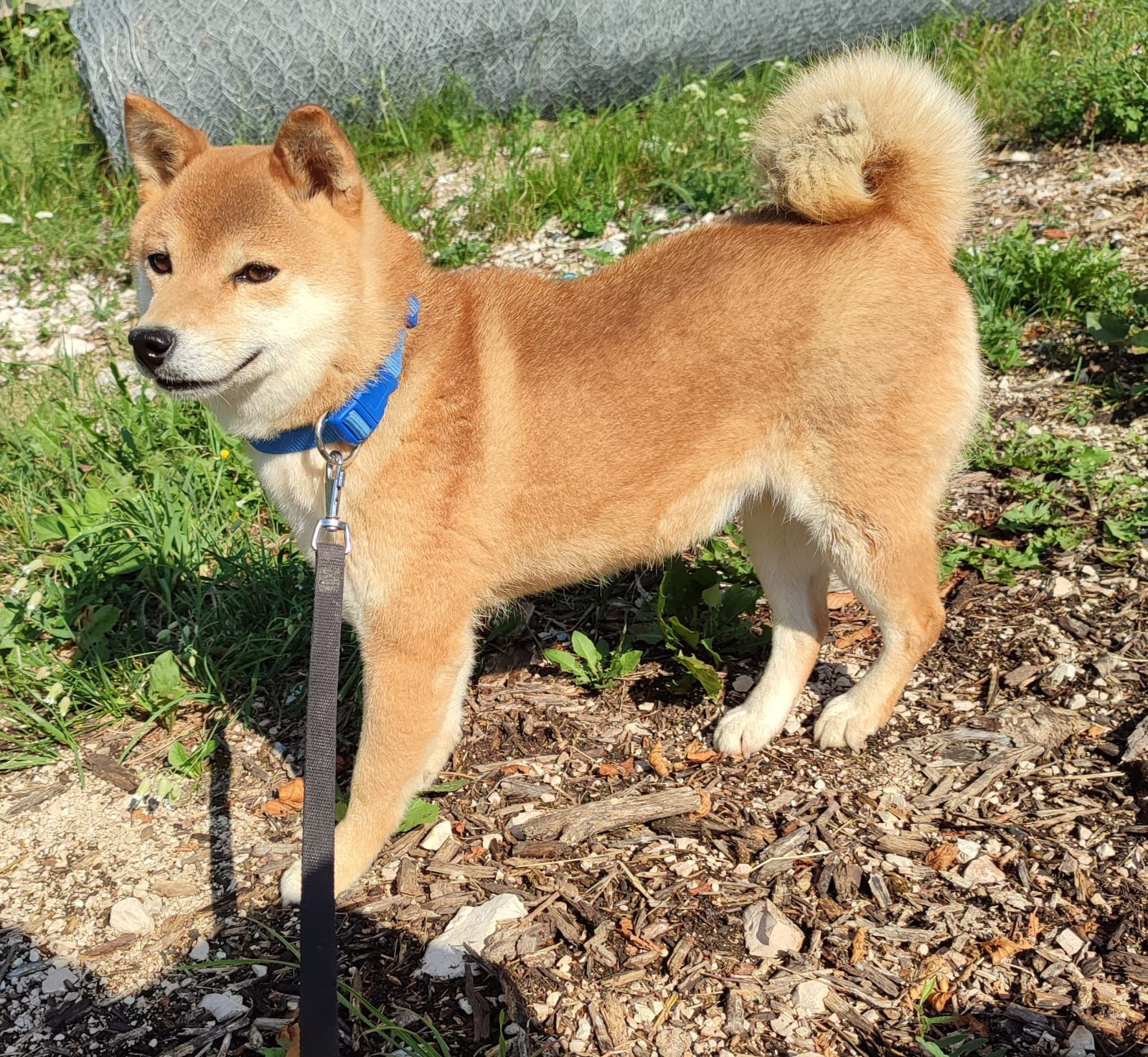 femmina adulta rossa di razza Shiba Inu di Allevamento Kuma - Lusiana Conco (VI) Italia