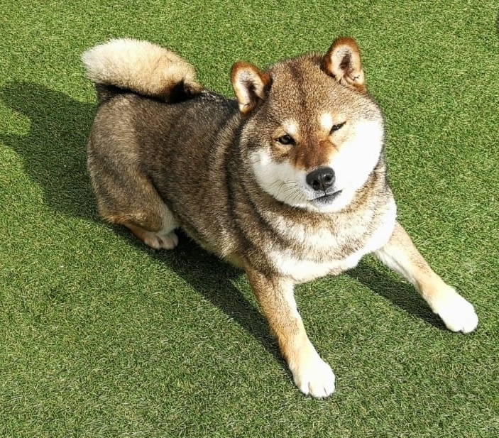 femmina adulta sesamo di razza Shiba Inu di Allevamento Kuma - Lusiana Conco (VI) Italia