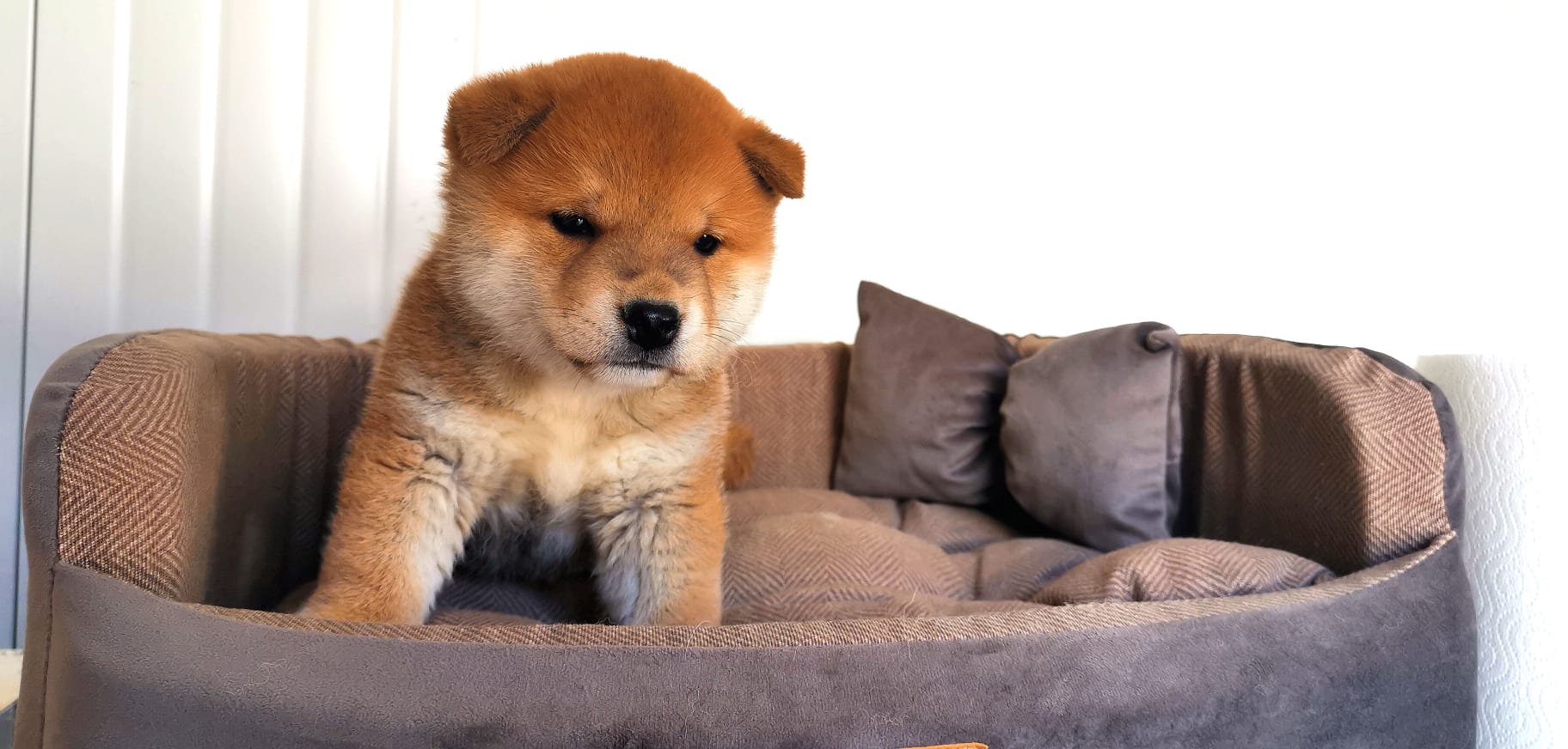 cucciolo di razza Shiba Inu nato il 05/07/2024 di ALLEVAMENTO KUMA Lusiana Conco ( Vicenza) Italia