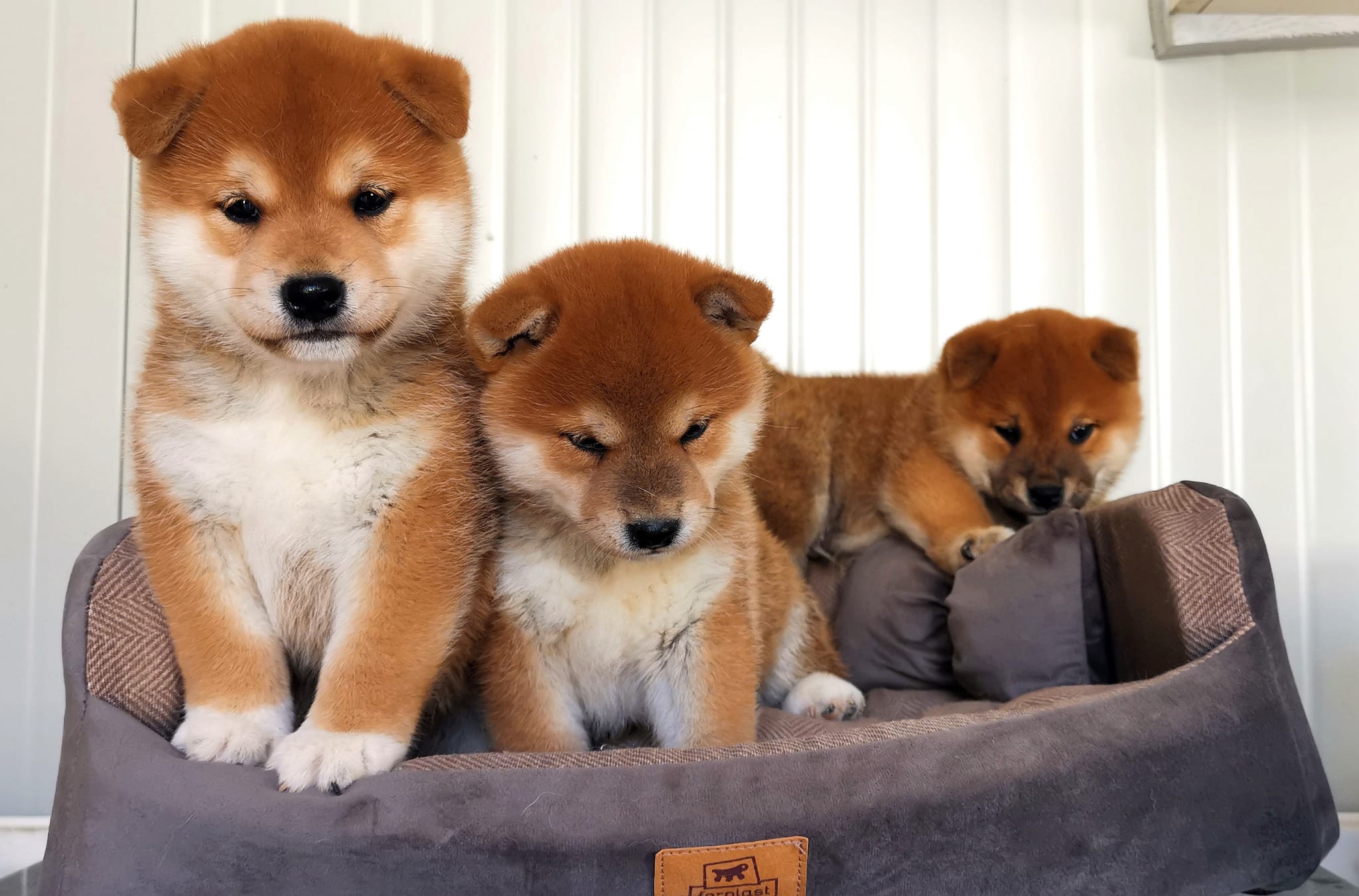 cuccioli di cane di razza Shiba Inu nati il 03/07/2024 di ALLEVAMENTO KUMA Lusiana Conco (Vicenza) Italia