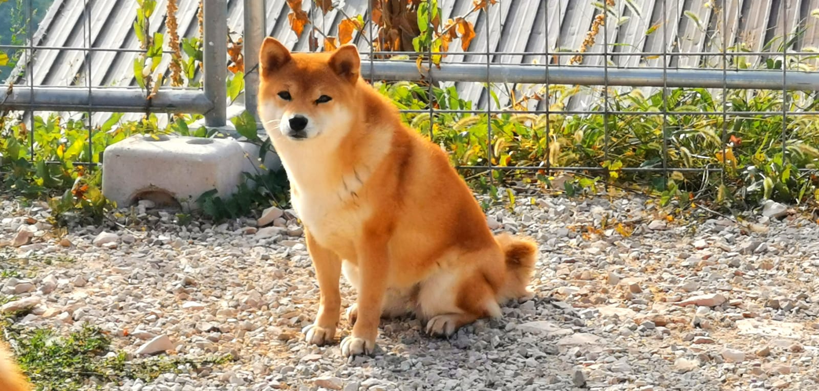 cane adulto femmina di razza Shiba Inu di Allevamento Kuma- Lusiana Conco (VI) Italia