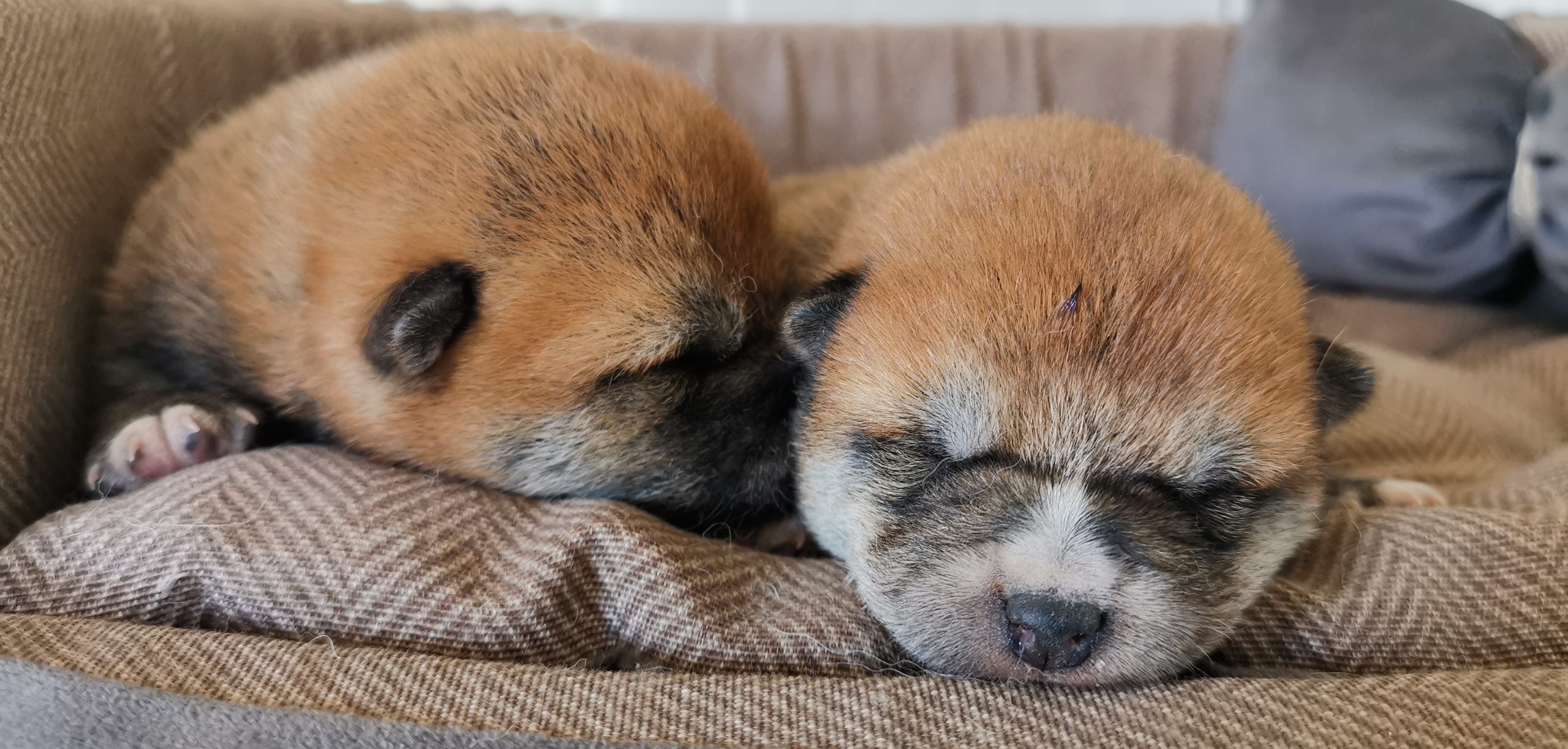 cuccioli di razza shiba inu nati il 16/09/2024 di Allevamento Kuma Lusiana Conco - VI - Italia