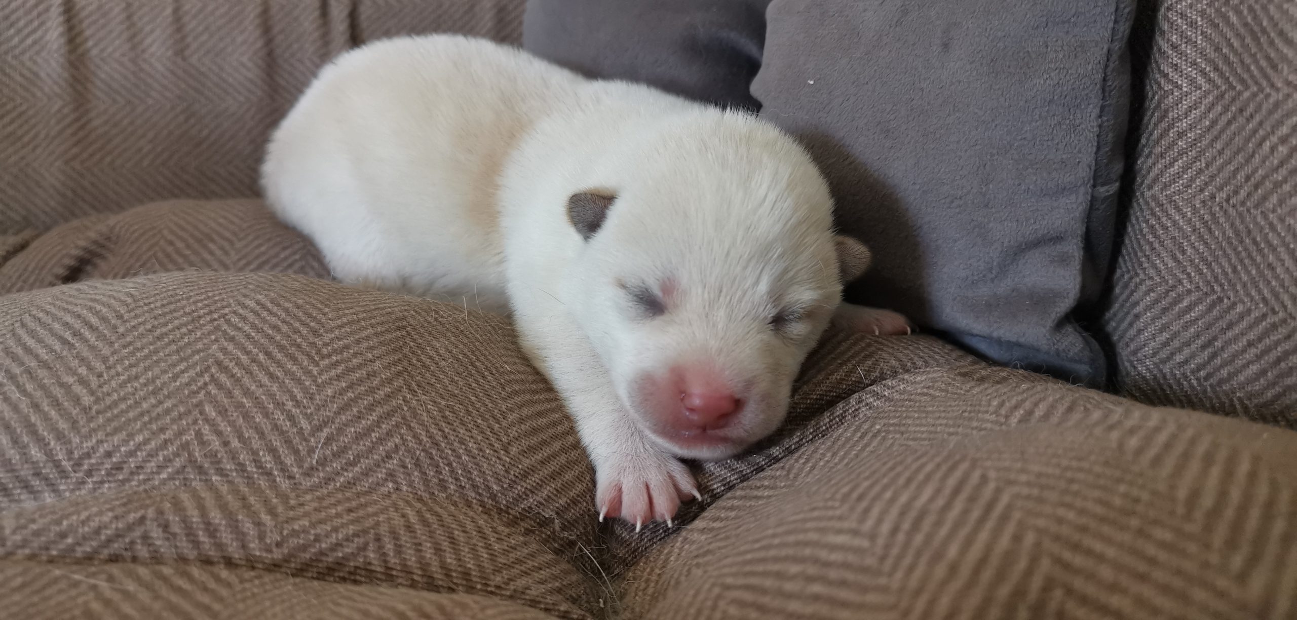 cucciolo di razza shiba inu nati il 21/09/2024 di Allevamento Kuma Lusiana Conco - VI - Italia