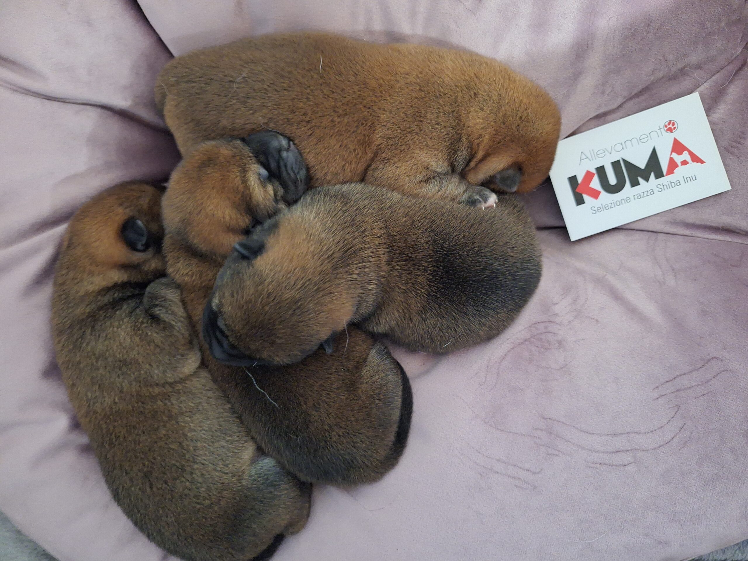 cuccioli razza Shiba Inu nati il 03/12/2024 Allevamento Kuma - Lusiana (VI) Italia