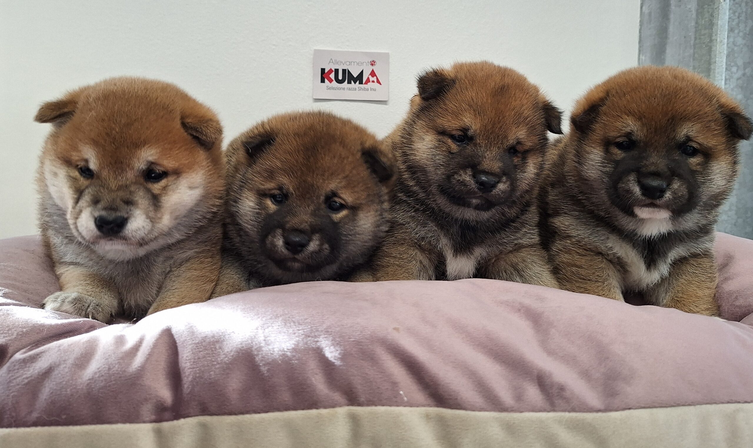 cucciolata nata il 03_12_2024 razza Shiba Inu di Allevamento Kuma Lusiana (VI)