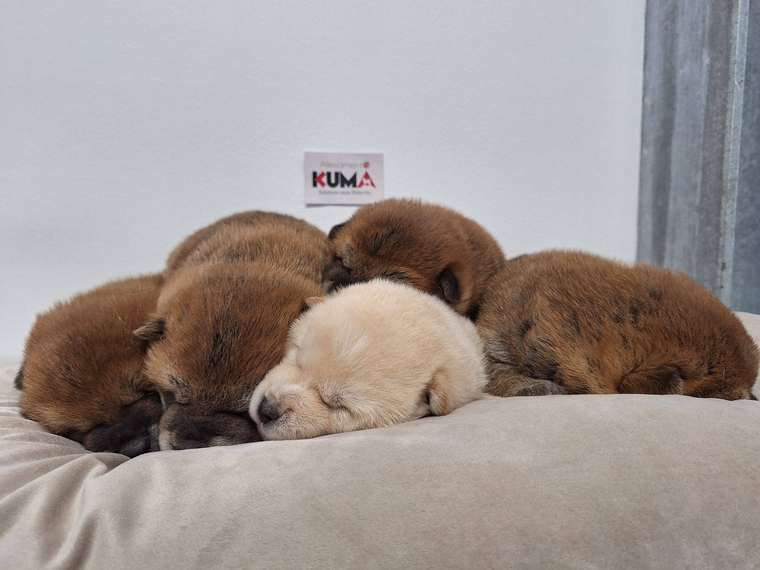 cucciolata nata il 11_12_2024 razza Shiba Inu di Allevamento Kuma Lusiana (VI)