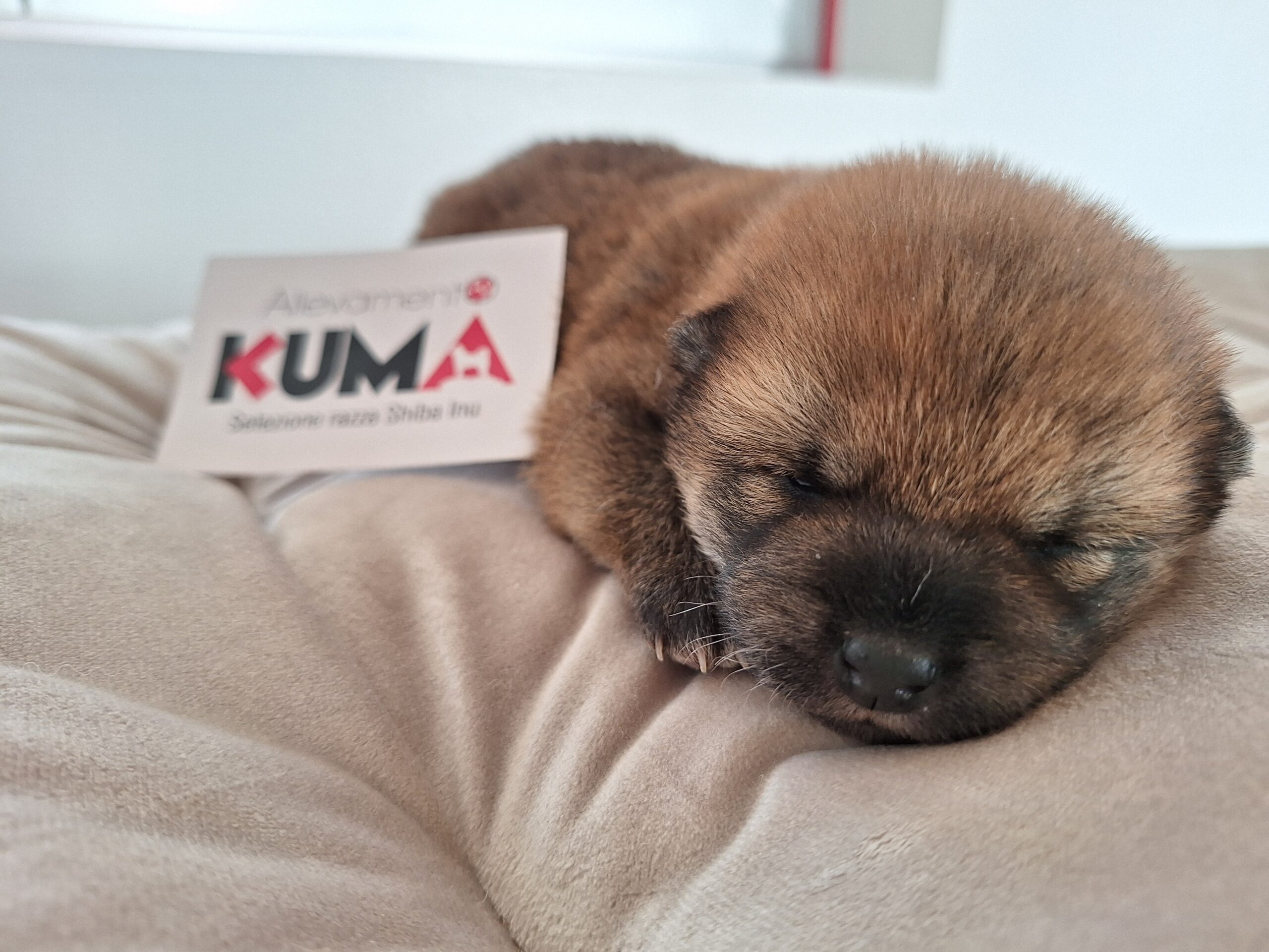 cucciolata nata il 18_12_2024 razza Shiba Inu di Allevamento Kuma Lusiana (VI)