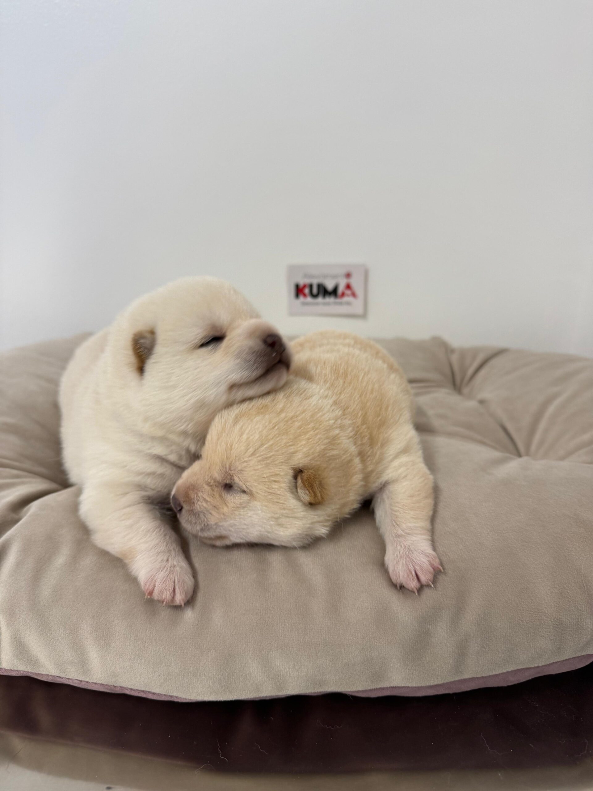 cuccioli nati il 08 febbraio 2025 di razza shiba inu di Allevamento Kuma (Lusiana Conco) - VI - Italia