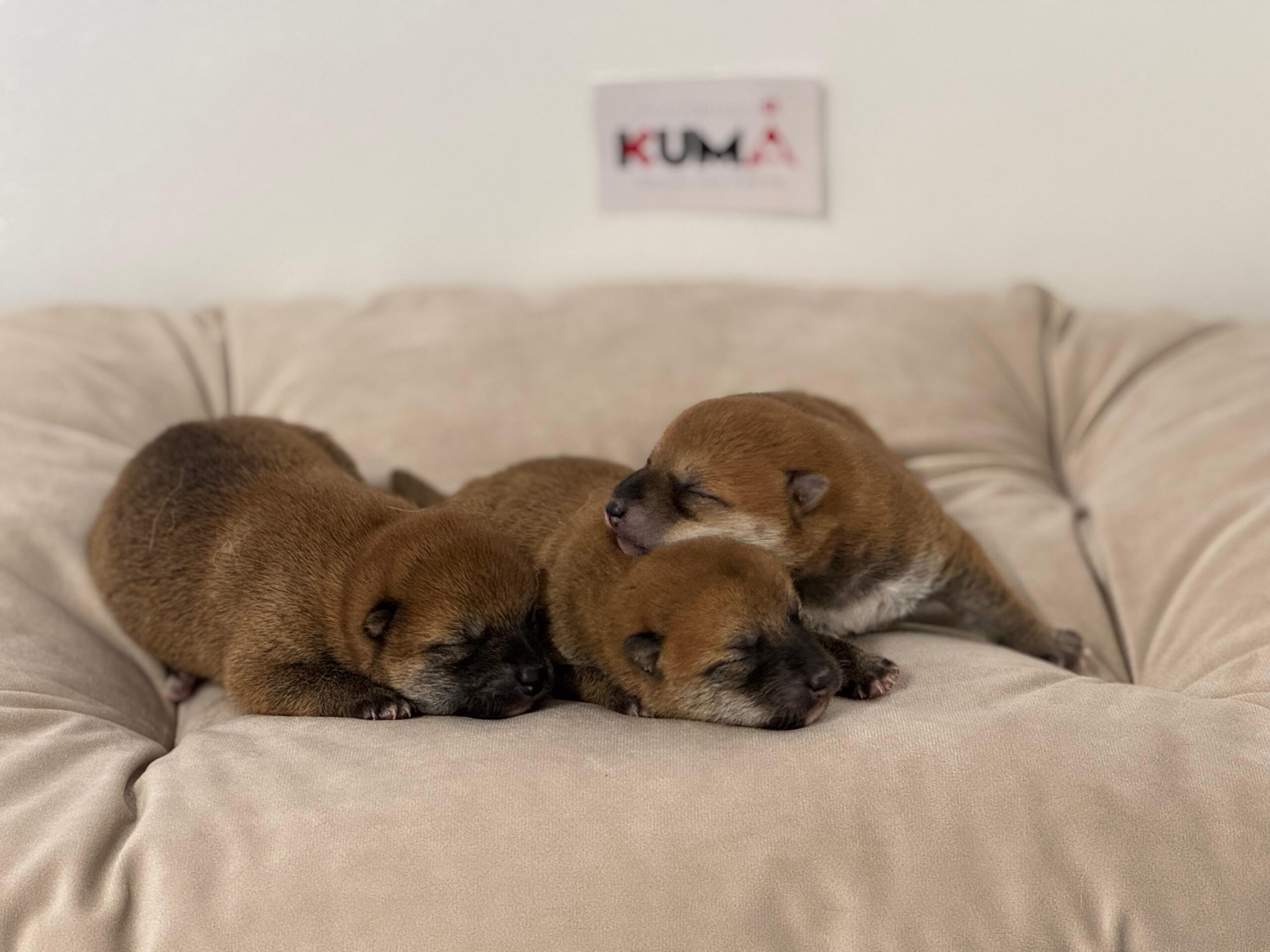 cuccioli nati il 17 febbraio 2025 di razza shiba inu di Allevamento Kuma (Lusiana Conco) - VI - Italia