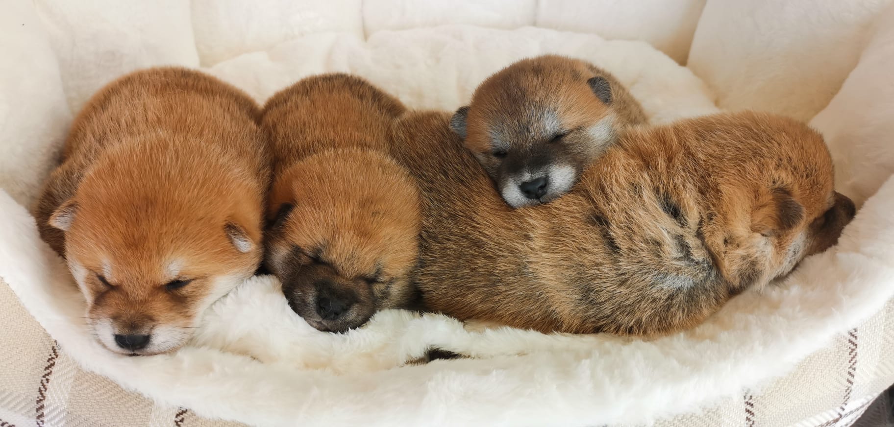 cuccioli di razza shiba inu di Allevamento Kuma (Lusiana Conco) - VI - Italia nati il 20.05.25