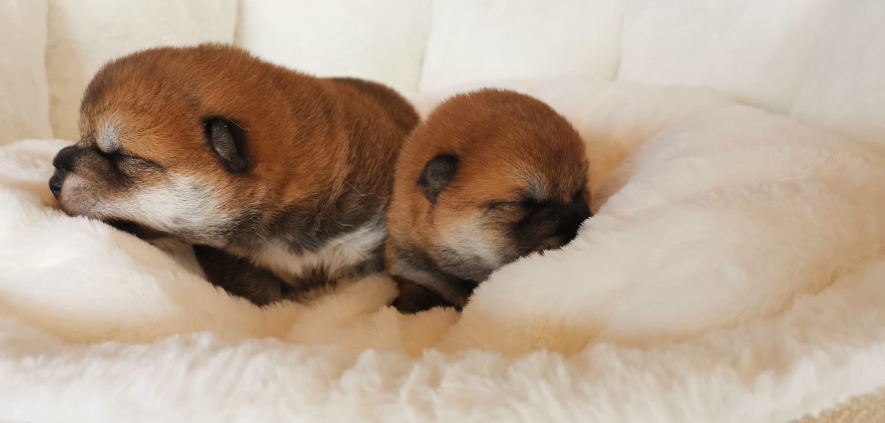cuccioli di razza shiba inu di Allevamento Kuma (Lusiana Conco) - VI - Italia nati il 24.05.25