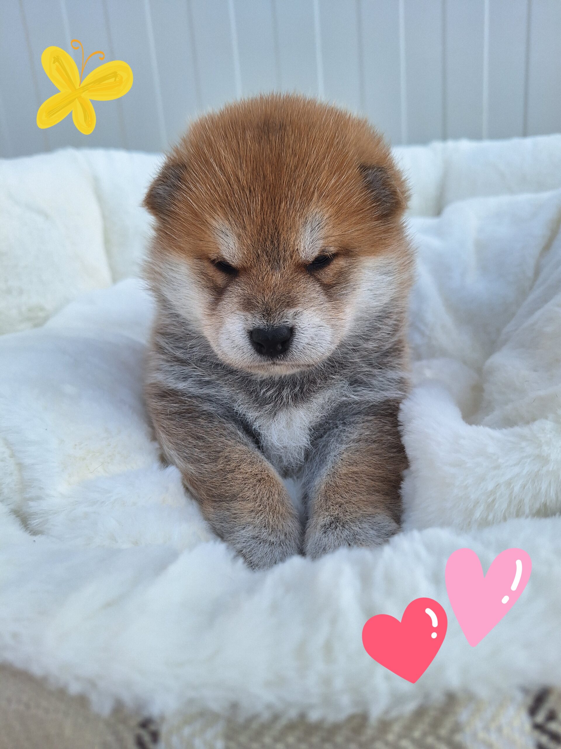 cucciolo mschio disponibile di razza shiba inu di Allevamento Kuma (Lusiana Conco) - VI - Italia nato il 20.05.25
