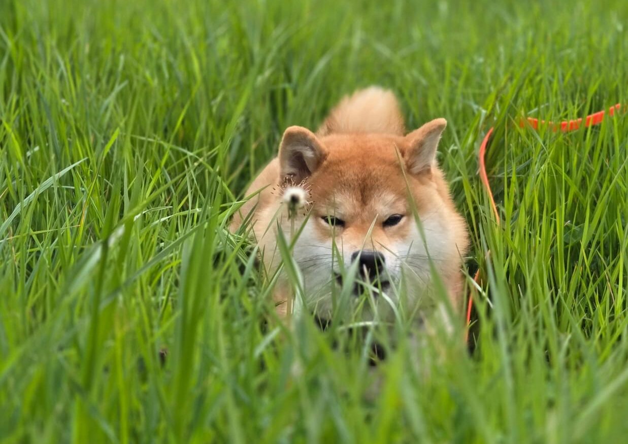 Asilo per cani