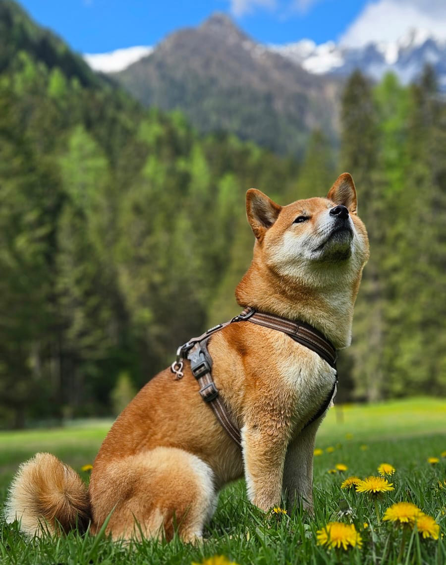 Hotel per cani