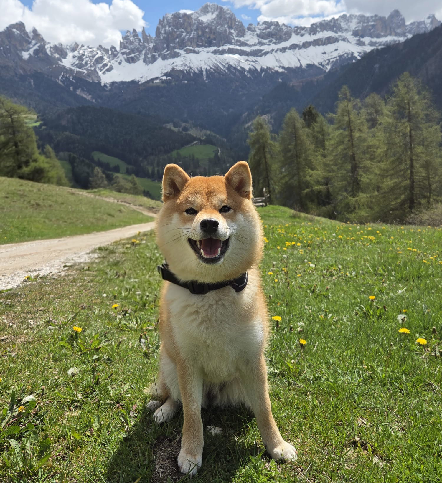 pensione per cani vicino a me
