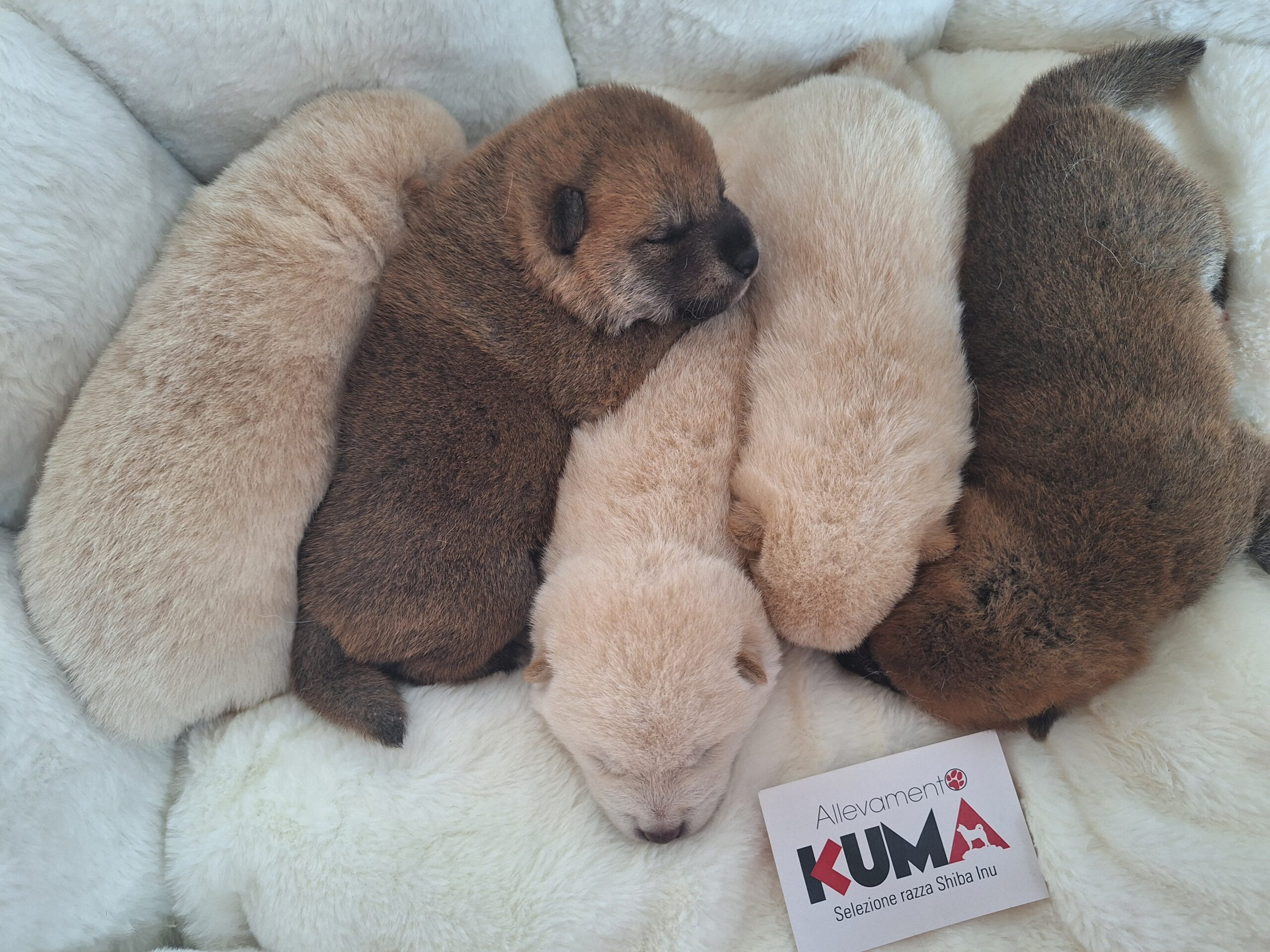 CUCCIOLI DI RAZZA SHIBA INU NATI IL 06/08/25 DI ALLEVAMENTO KUMA - LUSIANA CONCO (VI) ITALIA