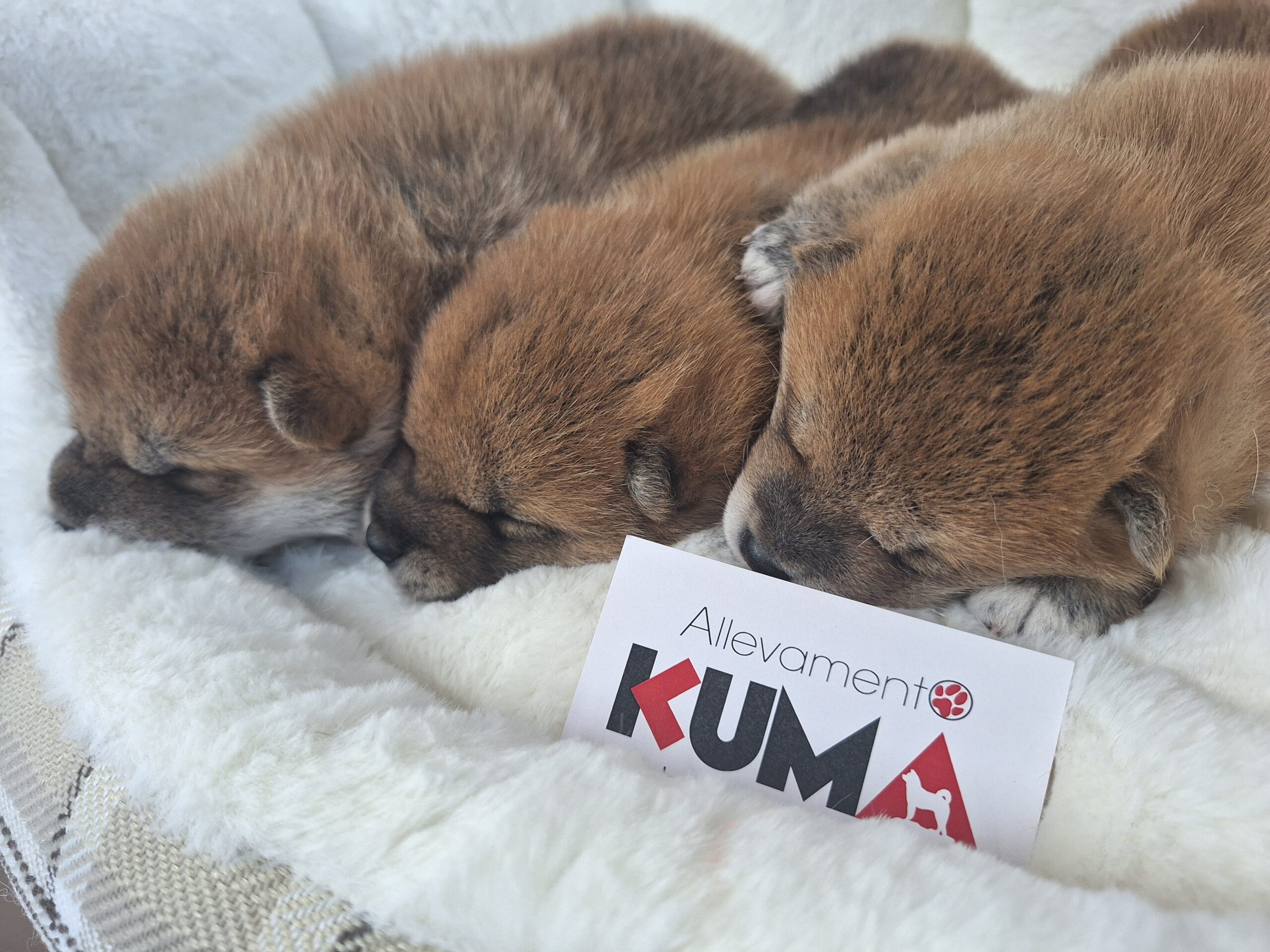 CUCCIOLI DI RAZZA SHIBA INU NATI IL 03/08/2025 DI ALLEVAMENTO KUMA - LUSIANA CONCO (VI) ITALIA_