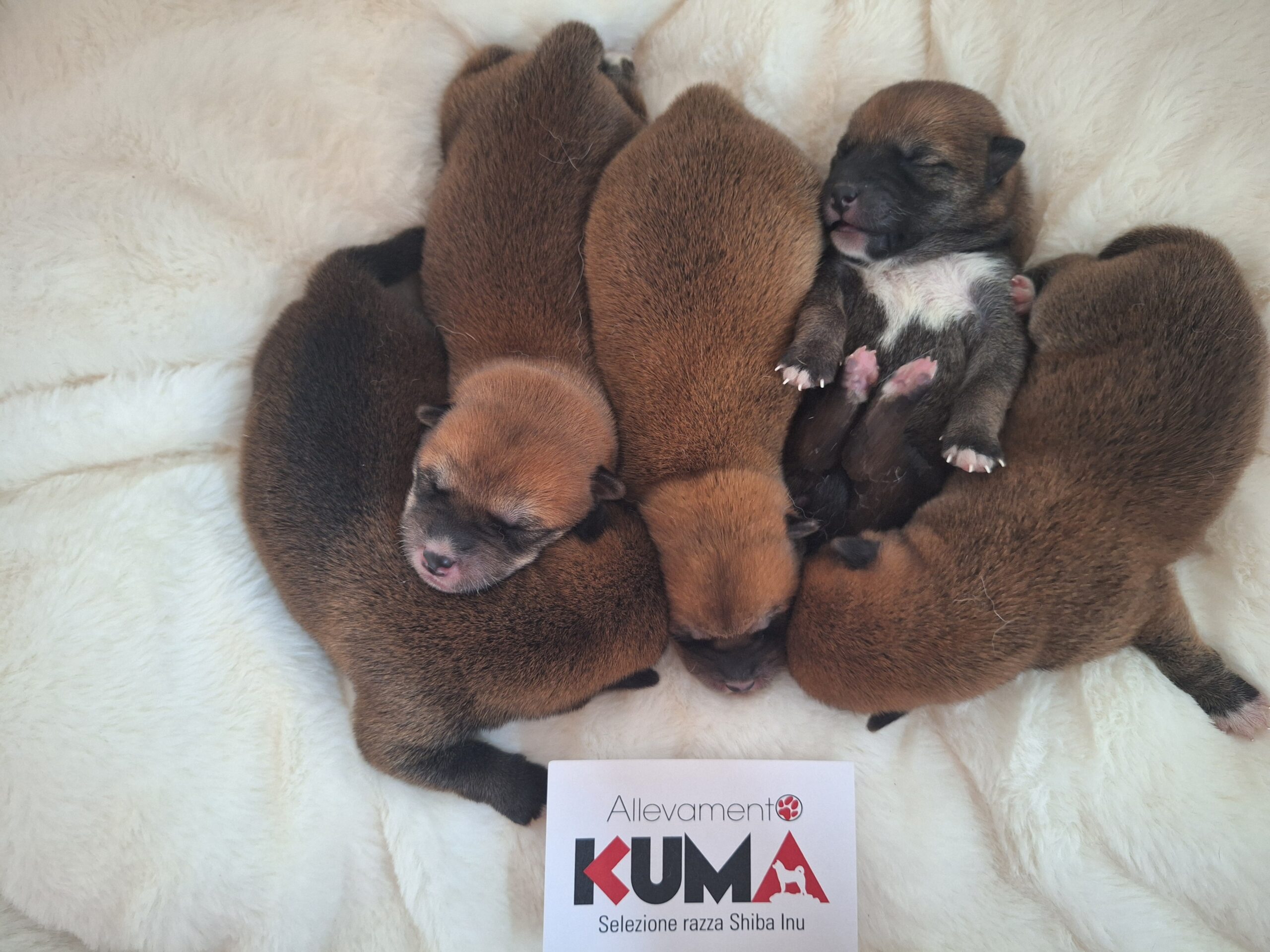 CUCCIOLI DI RAZZA SHIBA INU NATI IL 18/08/25 DI ALLEVAMENTO KUMA - LUSIANA CONCO (VI) ITALIA__