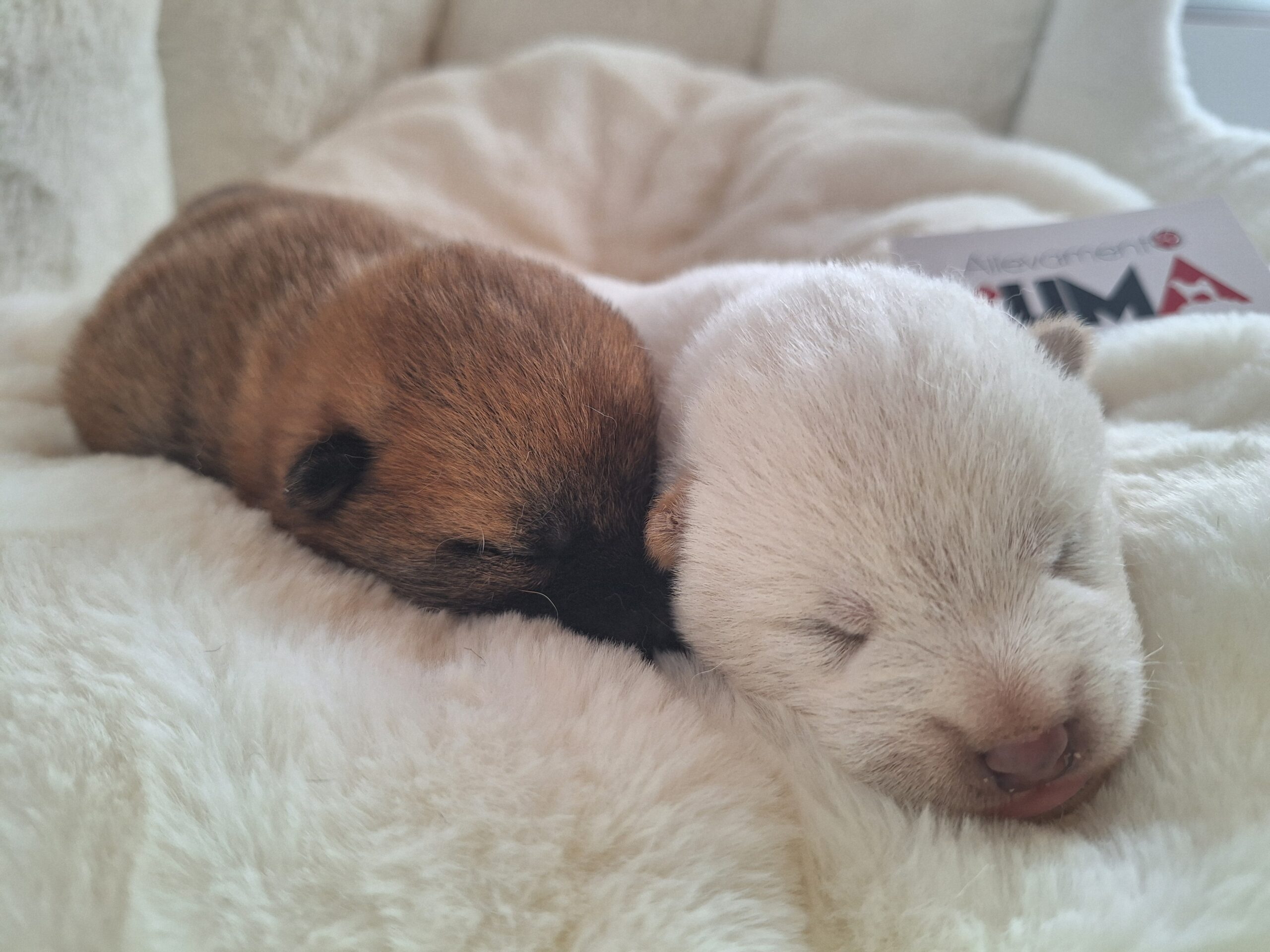 CUCCIOLI DI RAZZA SHIBA INU NATI IL 12/08/25 DI ALLEVAMENTO KUMA - LUSIANA CONCO (VI) ITALIA___