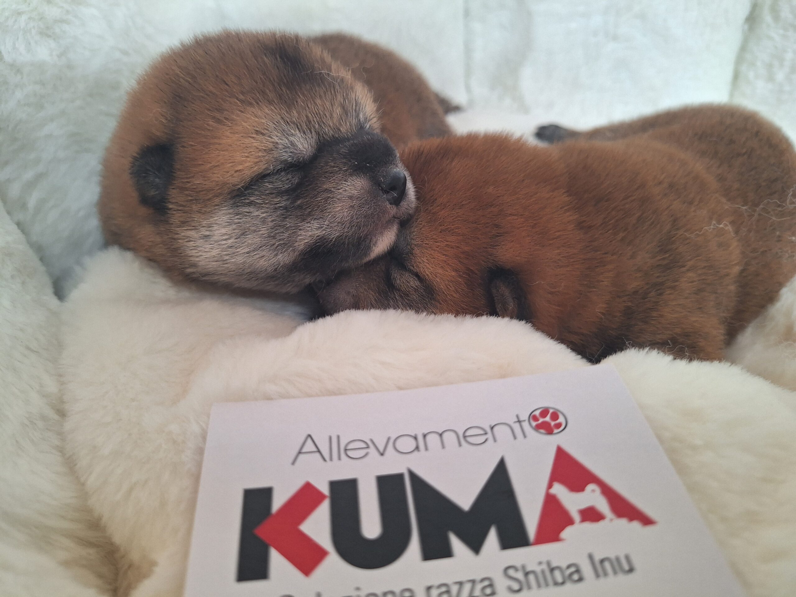 CUCCIOLI DI RAZZA SHIBA INU NATI IL 10/08/25 DI ALLEVAMENTO KUMA - LUSIANA CONCO (VI) ITALIA____