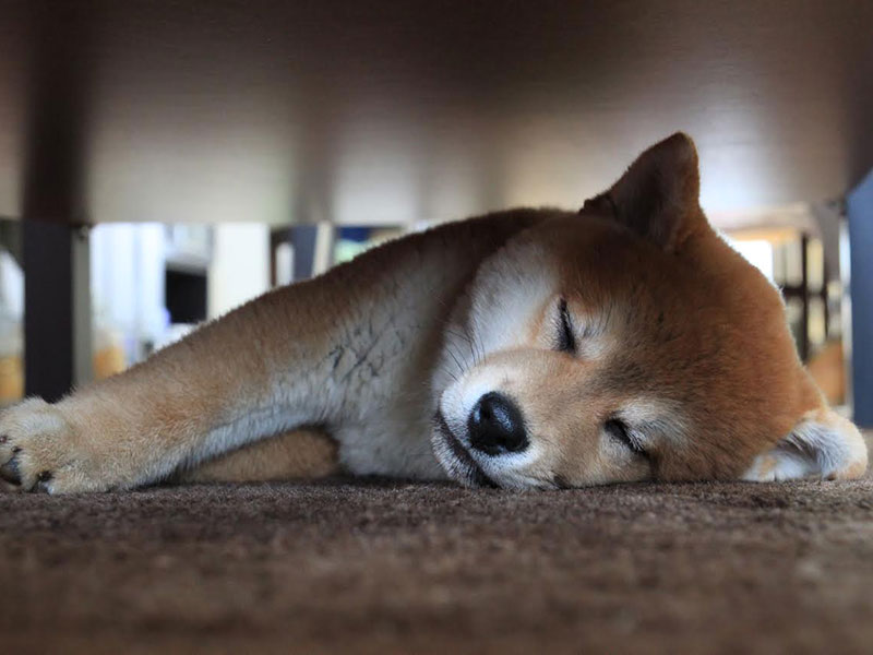 come evitare stress del cane in pensione